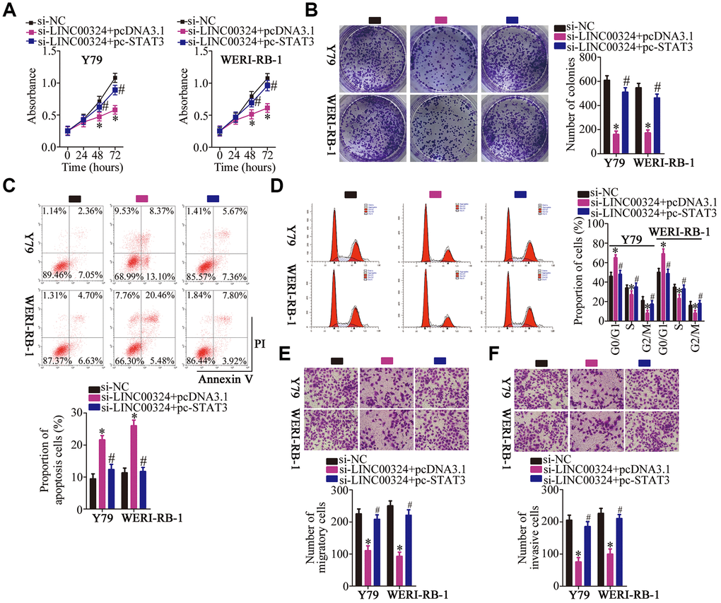 Reintroduction of STAT3 abolishes the actions of LINC00324 knockdown on RB cells. (A–F) Y79 and WERI-RB-1 cells were cotransfected with si-LINC00324 and pcDNA3.1 or pc-STAT3. The proliferation, colony formation, apoptosis, cell cycle, migration and invasion was respectively determined by CCK-8 assay, colony formation assay, flow-cytometric analysis, and Transwell migration and invasion assays. *P #P 