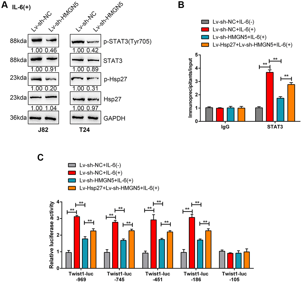 HMGN5/Hsp27 modulates IL-6-induced STAT3 phosphorylation and Twist promoter activity. (A) J82 and T24 cells were transduced with Lv-sh-HMGN5 under IL-6 stimulation and examined for the protein levels of p-STAT3, STAT3, p-Hsp27, and Hsp27. (B) ChIP assays were conducted on nuclear extracts from T24 cells cotransduced with Lv-sh-HMGN5 and Lv-Hsp27 and treated with or without IL-6, after which immunoprecipitations were conducted with anti-IgG or anti-STAT3 and Protein G agarose. Real-time PCR was conducted using immunoprecipitated DNAs, soluble chromatin, and specific primer pairs for Twist. The results of immunoprecipitated samples were corrected for the results of the corresponding soluble chromatin samples. (C) T24 cells were treated as described above and were cotransfected with 0.5 μg/mL of Twist-Luc plasmid and 0.05 μg/mL pRL-TK and treated with or without 50 ng/mL IL-6 for 6 h before lysis. The luciferase activity of Twist-Luc–969 alone was set as 1. The data are presented as the mean ± SD of three independent experiments. **P