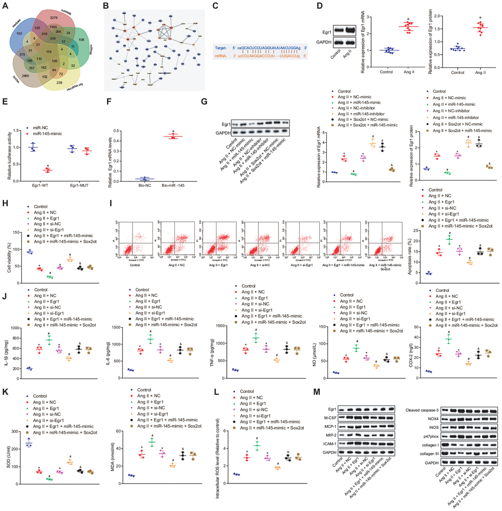 Silencing of lncRNA Sox2ot binding miR-145 inhibits oxidative stress and inflammation of Ang II-treated VSMCs by downregulating Egr1. (A) Venn map for 119 intersection genes predicted to be regulated by miR-145 in the DIANA (http://diana.imis.athena-innovation.gr/DianaTools/index.php?r=microT