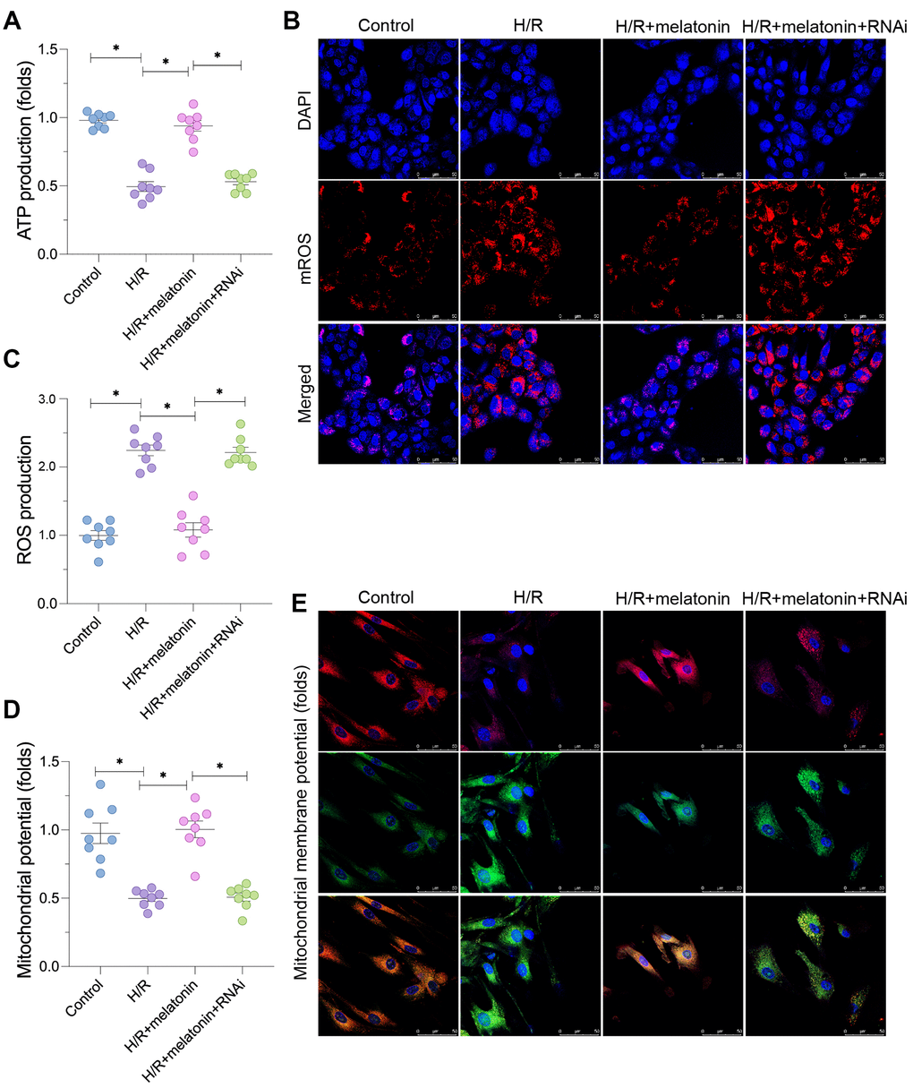 Melatonin preserves mitochondrial function in H/R-treated cardiomyocytes by inducing the AMPK/PGC1α pathway. Cardiomyocytes were subjected to H/R injury, with or without previous melatonin treatment to protect the cardiomyocytes. The cardiomyocytes were transfected with siRNA to knock down PGC1α. (A) An ELISA was used to assess ATP production. (B, C) An immunofluorescence assay was used to measure mitochondrial ROS in cardiomyocytes. (D, E) An immunofluorescence assay was used to measure the mitochondrial membrane potential. *p