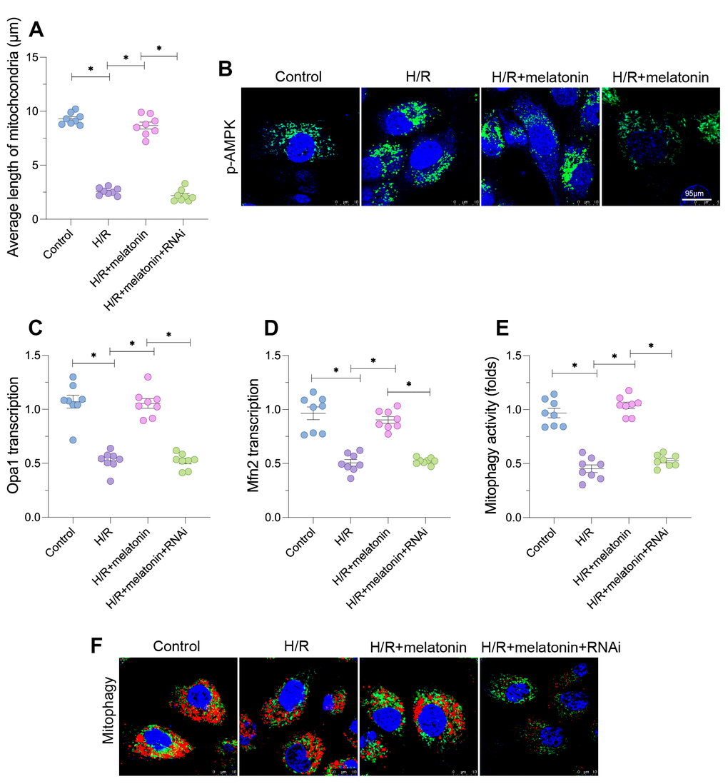 Melatonin alters the mitochondrial morphology in cardiomyocytes by inducing the AMPK/PGC1α pathway. Cardiomyocytes were subjected to H/R injury, with or without previous melatonin treatment to protect the cardiomyocytes. The cardiomyocytes were transfected with siRNA to knock down PGC1α. (A, B) An immunofluorescence assay was used to assess the mitochondrial morphology. (C, D) A qPCR assay was used to evaluate the transcription of Opa1 and Mfn2. (E, F) An mt-kemia assay was used to evaluate mitophagy activity. *p