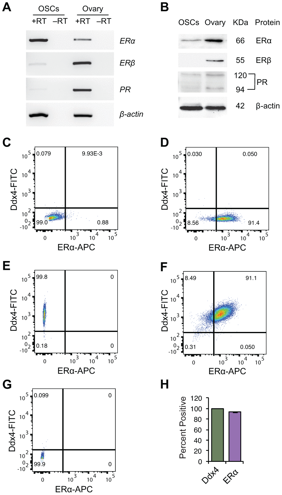Steroid receptor expression in purified OSCs. (A, B) Steroid receptor expression profile in OSCs from young adult (2-month-old) mouse ovaries by RT-PCR (A) and western blot analysis (B). Expression of β-actin is shown as a control for equality of sample loading; +RT and –RT represent PCR of RNA samples with and without reverse transcription, respectively (the latter used to rule out target gene amplification from potential genomic DNA contamination). Adult ovarian tissue was used as a positive control, as indicated, since all three steroid receptors under investigation (ERα, ERβ, PR) are widely known to be expressed in this tissue. (C–G) Flow cytometric analysis of ERα protein expression in extracellular Ddx4-positive OSCs. (C) ERα-negative control gate; (D) population shift for ERα-positive cells; (E) population shift for extracellular Ddx4-positive cells (see panel G for negative control gate); (F) extracellular Ddx4/ERα dual-positive cells, as shown in the upper right quadrant; (G) extracellular Ddx4-negative control gate. (H) Quantification of the percent of OSCs (extracellular Ddx4-expressing cells) dual-positive for ERα expression (93.8 ± 0.5%; mean ± SEM, n = 3 independent sorts).