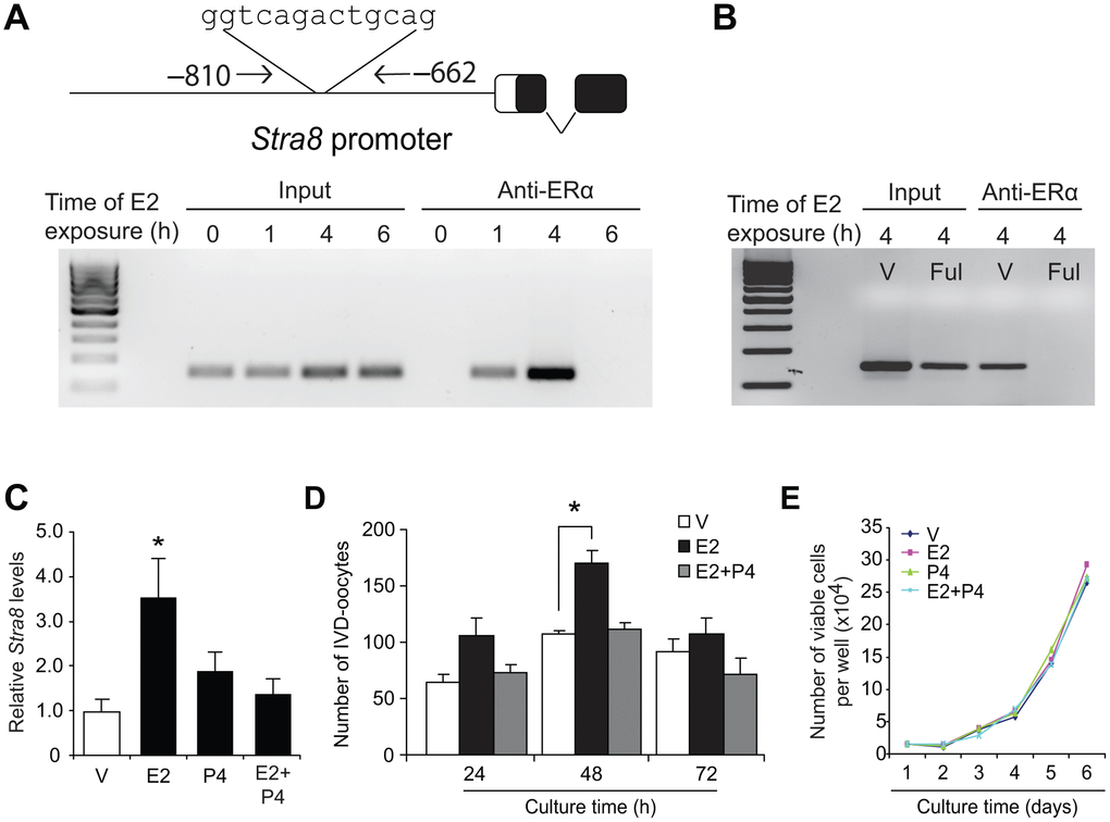Estrogen induces meiotic differentiation of OSCs in vitro. (A) CHiP-PCR analysis of ERα association with a consensus ERE in the Stra8 promoter in OSCs cultured without or with E2 (10 nM) for 1, 4 or 6 hours, using anti-ERα–based immunoprecipitation. (B) Confirmation of the specificity of the anti-ERα–based immunoprecipitation by pretreatment of OSCs with vehicle (V) or the pure ER antagonist, fulvestrant (Ful), prior to exposure to 10-nM E2 for 4 hours. See Figure 9A for additional data on fulvestrant. (C) Changes in Stra8 mRNA levels in OSCs cultured with vehicle (V), E2 (10 nM), P4 (2 μM) or E2 plus P4 for 24 hours (mean ± SEM, n = 3 independent cultures; *PD) Number of IVD-oocytes formed by OSCs treated with V, E2, P4 or E2 plus P4 for 24, 48 or 72 hours (mean ± SEM, n = 3 independent cultures; *PE) Numbers of OSCs, seeded at an initial density of 2 X 104 cells per well, through 72 hours of culture with V, E2, P4 or E2 plus P4.