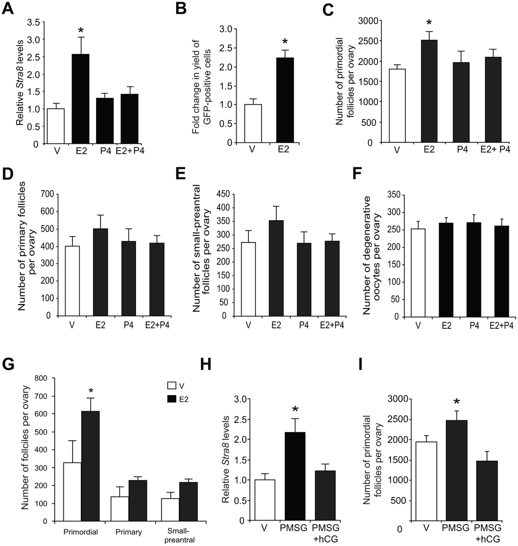 Estrogen enhances ovarian Stra8 expression and oogenesis in vivo. (A) Changes in Stra8 mRNA levels in ovaries of young adult WT mice 24 hours after injection of vehicle (V), E2 (0.5 mg/kg), P4 (100 mg/kg) or E2 plus P4 (mean ± SEM, n = 3 mice per group; *PB) Yield of GFP-positive germ cells from ovaries of young adult pStra8-GFP mice 24 hours after injection of V or E2 (0.5 mg/kg) (mean ± SEM, n = 3 mice per group; *PC–F) Numbers of primordial (C), recently growth-activated (primary; D) and early growing (small-preantral; E) follicles, and of degenerative oocytes (F), in ovaries of young adult WT mice 24 hours after injection of V, E2 (0.5 mg/kg), P4 (100 mg/kg) or E2 plus P4 (mean ± SEM, n = 8–10 mice per group; *PG) Primordial follicle numbers in ovaries of reproductively aged (8-month-old) WT mice 24 hours after injection of V or E2 (0.5 mg/kg) (mean ± SEM, n = 3 mice per group; *PH, I) Changes in Stra8 mRNA levels (H) and primordial follicle numbers (I) in ovaries of young adult WT mice 46 hours after injection of PMSG (10 IU) followed by hCG injection (10 IU) 16 hours later (mean ± SEM, n = 5–7 mice per group; *P