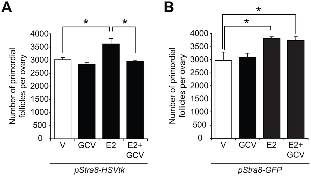 Stra8 is involved in E2-induced oogenesis in vivo. (A) Primordial follicle numbers in ovaries of young adult pStra8-HSVtk mice, pretreated with vehicle (V) or GCV (10 mg/kg) for 7 days, 24 hours after injection of E2 (0.5 m/kg) (mean ± SEM, n = 5–7 mice per group; *PB) Effects of vehicle (V) or E2 (0.5 mg/kg) injection on numbers of primordial follicles in ovaries of young adult pStra8-GFP mice pretreated without or with GCV (10 mg/kg) for 7 days (mean ± SEM, n = 5–7 mice per group; *P