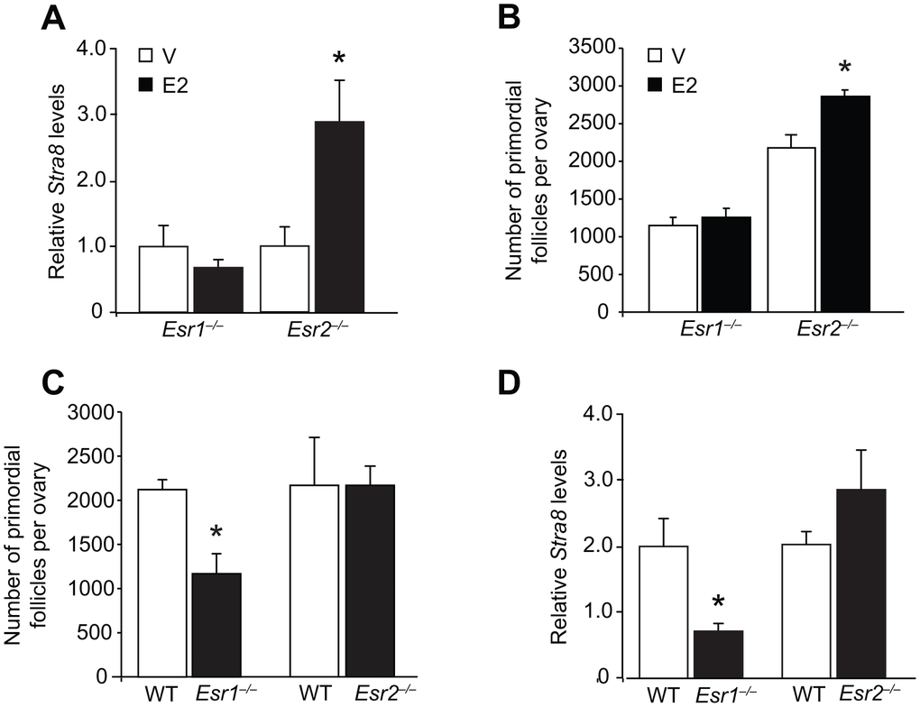 Targeted disruption of the Esr1 gene impairs E2-driven oogenesis during adulthood. (A) Ovarian Stra8 mRNA levels in young adult Esr1–/– and Esr2–/– mice (versus respective WT littermates) 24 hours after injection of vehicle (V) or E2 (0.5 mg/kg) (mean ± SEM, n = 5–6 mice per group; *PB) Primordial follicle numbers in ovaries of young adult Esr1–/– and Esr2–/– mice (versus respective WT littermates) 24 hours after injection of V or E2 (0.5 mg/kg) (mean ± SEM, n = 4–6 mice per group; *PC, D) Numbers of primordial follicles (C) and Stra8 mRNA levels (D) in ovaries of Esr1–/– and Esr2–/– mice (versus respective WT littermates) at 2 months of age (mean ± SEM, n = 4–6 mice per group; *P