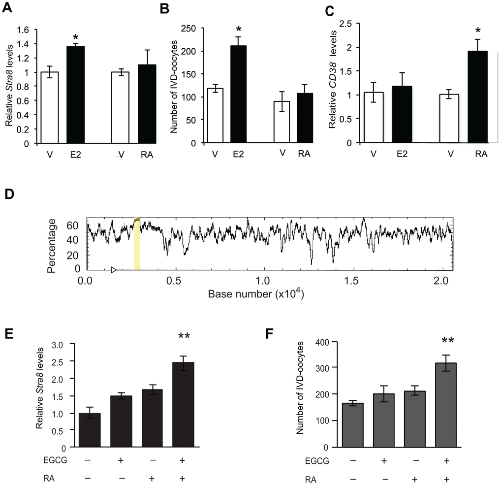 Enhancement of OSC differentiation by RA requires repression of DNA methyltransferase activity. (A, B) Levels of Stra8 mRNA (A) and numbers of IVD-oocytes generated (B) in cultures of OSCs treated with vehicle (V), E2 (10 nM) or RA (2 μM) for 8 hours (mean ± SEM, n = 3 independent cultures; *PC) Levels of CD38 mRNA in OSCs cultured with vehicle (V), E2 (10 nM) or RA (2 μM) for 8 hours (mean ± SEM, n = 3 independent cultures; *PD) In-silico analysis of the Stra8 genomic sequence (transcription start site indicated by arrowhead), identifying a CpG island spanning 386-bp (highlighted by the yellow bar). (E, F) Levels of Stra8 mRNA (E) and numbers of IVD-oocytes generated (F) in cultures of OSCs treated without or with 2-μM RA for 8 hours after a 4-hour pretreatment without or with 50-μM EGCG (–, without; +, with) (mean ± SEM, n = 6 independent cultures; **P