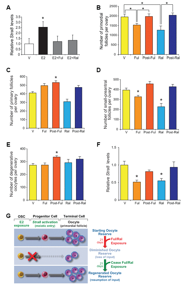 Pharmacological suppression of ER signaling reversibly impairs oogenesis during adulthood. (A) Changes in Stra8 mRNA levels in OSCs cultured with vehicle (V), E2 (10 nM), E2 plus fulvestrant (Ful, 10 nM; E2+Ful), or E2 plus raloxifene (Ral, 10 nM; E2+Ral) for 24 hours (mean ± SEM, n = 3 independent cultures; *PB) Primordial follicle numbers in ovaries of young adult WT mice treated with V, Ful (10 mg/kg), or Ral (20 mg/kg) for 21 days, and 21 days after ceasing Ful or Ral treatment (post-Ful or post-Ral, respectively) (mean ± SEM, n = 7–13 mice per group; *PC–E) Numbers of recently growth-activated (primary; C) and early growing (small-preantral; D) immature follicles, and of degenerative oocytes (E), in ovaries of WT mice treated as described in panel B (mean ± SEM, n = 7–13 mice per group; *PF) Changes in ovarian Stra8 mRNA levels in WT mice treated as described in panel B (mean ± SEM, n = 7–13 mice per group; *PG) Schematic depiction of how reversible ER antagonists likely alter oocyte dynamics in adult ovaries by transiently disrupting endogenous E2-promoted OSC differentiation into new oocytes, yielding a net decline in total oocyte numbers due to attenuated input that then fully recovers after ceasing ER antagonist exposure.
