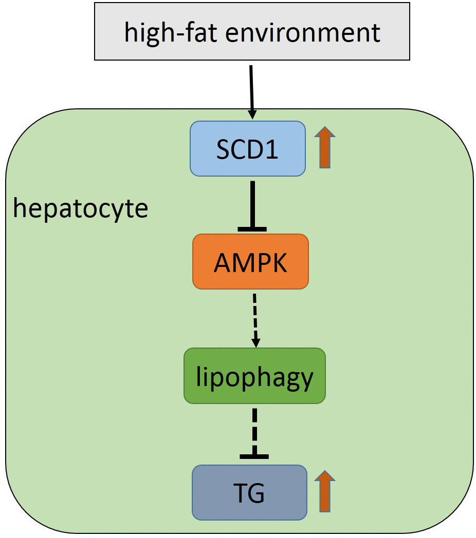 Model for the SCD1-AMPK-lipophagy axis in hepatocyte in the high-fat environment.