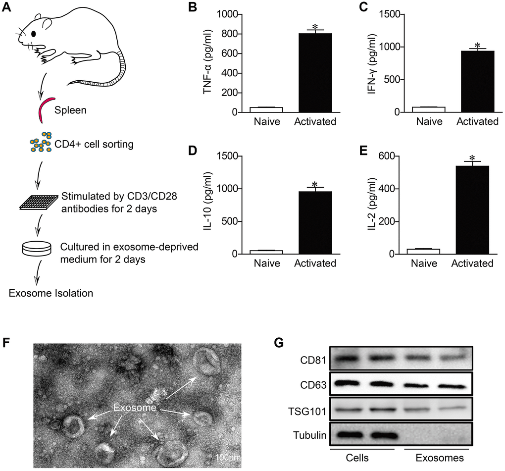 Characterization of activated CD4+ T cells-derived exosomes. (A) Schematic diagram for the isolation procedure of activated CD4+ T cells-derived exosomes. (B–E) ELISA analysis of IFN-γ,TNF-α, IL-2 and IL-10 in CD4+ T cells in response to anti-CD3 and anti-CD28 antibodies treatment for 48h (n = 5). *P F) Transmission electron microscopic images of adult mouse CD4+ T cells-derived exosomes. Scale bar = 100 nm. The image shown is representative of three independent experiments. (G) Western blotting examination of exosome biomarkers in CD4+ T cells exosomes. The blots shown are representative of three independent experiments.