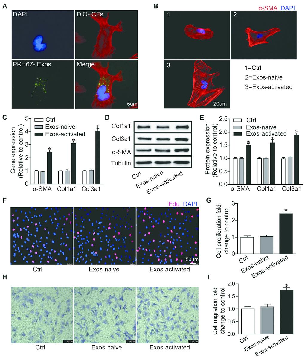 Activated CD4+ T cells-derived exosomes promote cardiac fibroblasts activation in vitro. (A) Immunofluorescence imaging analysis PKH67-labeled exosomes were taken up by cardiac fibroblasts. Green: exosomes; Red: cardiac fibroblasts; Blue: DAPI. The images shown are representative of three independent experiments. Scale bar = 5 μm. (B) Immunofluorescent analysis of myofibroblast activation. Red signals indicated α-SMA protein expression, and blue signals for nuclei. The images shown are representative of three independent experiments. Scale bar = 20 μm. Ctrl: control. Exos-naive: exosomes derived from naive CD4+ cells. Exos-activated: exosomes derived from activated CD4+ cells. (C) qPCR analysis of α-SMA, Col1α1 and Col3α1 levels in cardiac fibroblasts incubated with activated CD4+ T cells-derived exosomes for 48h. n = 3 per group. The blots shown are representative of three independent experiments. *P D) Expression levels of α-SMA, Col1a1 and Col3a1 were detected by western blot analysis. (E) Quantitative analysis of proteins expression using Image J software. *P F) EdU incorporation detection of cardiac fibroblast proliferation. The images shown are representative of three independent experiments. Scale bar = 50 μm. (G) Quantification analysis of cell proliferation using EdU assay data. *P H) Transwell assay of cardiac fibroblast migration. The images shown are representative of three independent experiments. Scale bar = 100 μm. (I) Quantification analysis of cell migration using transwell assay data. *P 