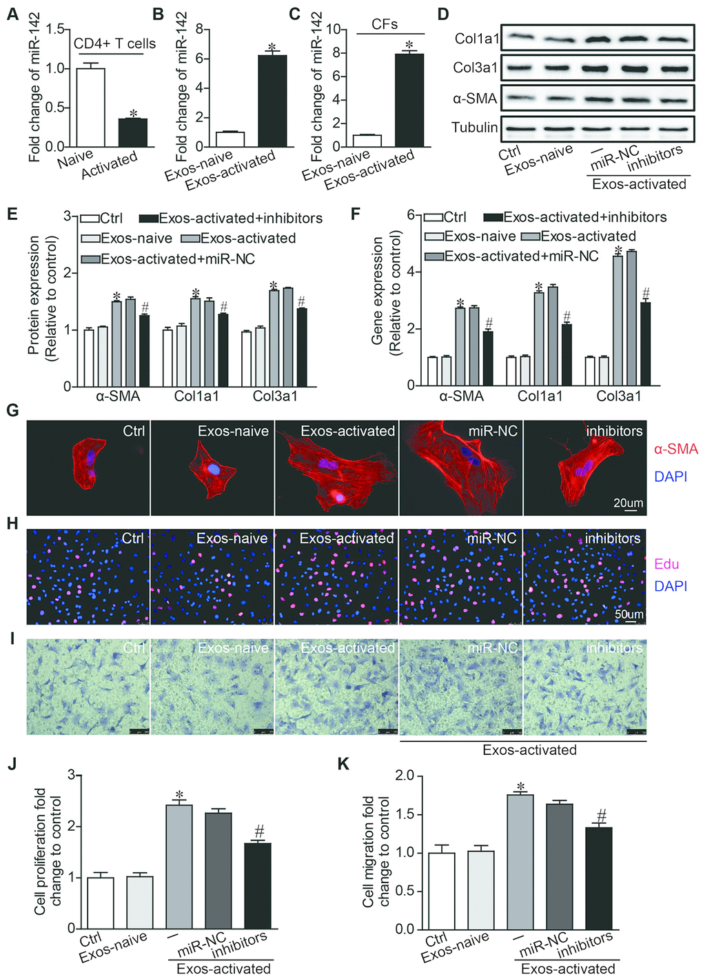 MiR-142 partially mediated the pro-fibrotic effects of activated CD4+ T cells-derived exosomes on cardiac fibroblasts. (A) MiR-142-3p expression was detected in naive CD4+ T cells and activated CD4+ T cells by qRT-PCR. n=3 per group. *P B) MiR-142-3p expression was detected in exosome derived from naive and activated CD4+ T cells by qRT-PCR. n=3 per group. *P C) MiR-142-3p expression was detected in CFs before and after incubated with exosomes derived from activated CD4+ T cells for 24h by qRT-PCR. n=3 per group. *P D–F) Western blotting and qPCR analysis of α-SMA, Col1a1 and Col3a1 levels in cardiac fibroblasts. The blots shown are representative of three independent experiments. *P G) Immunofluorescent analysis of myofibroblast activation. The images shown are representative of three independent experiments. Red signals indicated α-SMA protein expression, and blue signals for nuclei. Scale bar = 20 μm. (H) Cardiac fibroblasts proliferation was detected using the EdU incorporation assay. The images shown are representative of three independent experiments. Scale bar = 50 μm. (I) Cardiac fibroblasts migration was detected using the transwell assay. The images shown are representative of three independent experiments. Scale bar = 100 μm. (J) Quantification analysis of cardiac fibroblasts proliferation using EdU assay data. *P K) Quantification analysis of cardiac fibroblasts migration using Transwell assay data. *P 