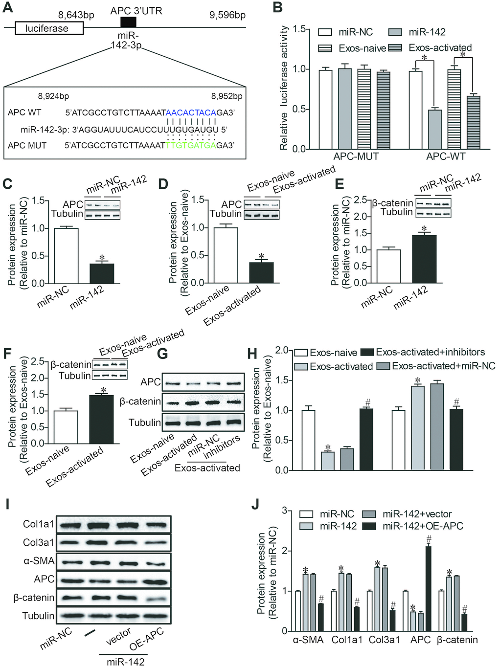 MiR-142 targets APC, resulting in the activation of WNT pathway. (A) Diagram of miR-142-3p binding site in APC 3′UTR. (B) Luciferase reporter assay of the interaction between miR-142-3p and APC. miR-142-3p overexpression and CD4-activated Exos treatment decreased the reporter activity in 293 T cells expressing the APC-Wt rather than APC-Mut vectors. n = 3 per group. *P C–H) Western blot analysis of APC and β-catenin proteins. miR-142-3p overexpression and CD4-activated Exos treatment decreased the expression of APC and upregulated the expression of β-catenin in cardiac fibroblasts. miR-142-3p inhibitors reversed the effects of CD4-activated Exos on the expression of APC and β-catenin in cardiac fibroblasts. The blots shown are representative of three independent experiments. *P I, J) Western blot analysis of α-SMA, Col1a1, Col3a1, APC and β-catenin proteins. APC overexpression reversed the upregulation of β-catenin expression, and the profibrotic effects of miR-142-3p in CFs. *P 