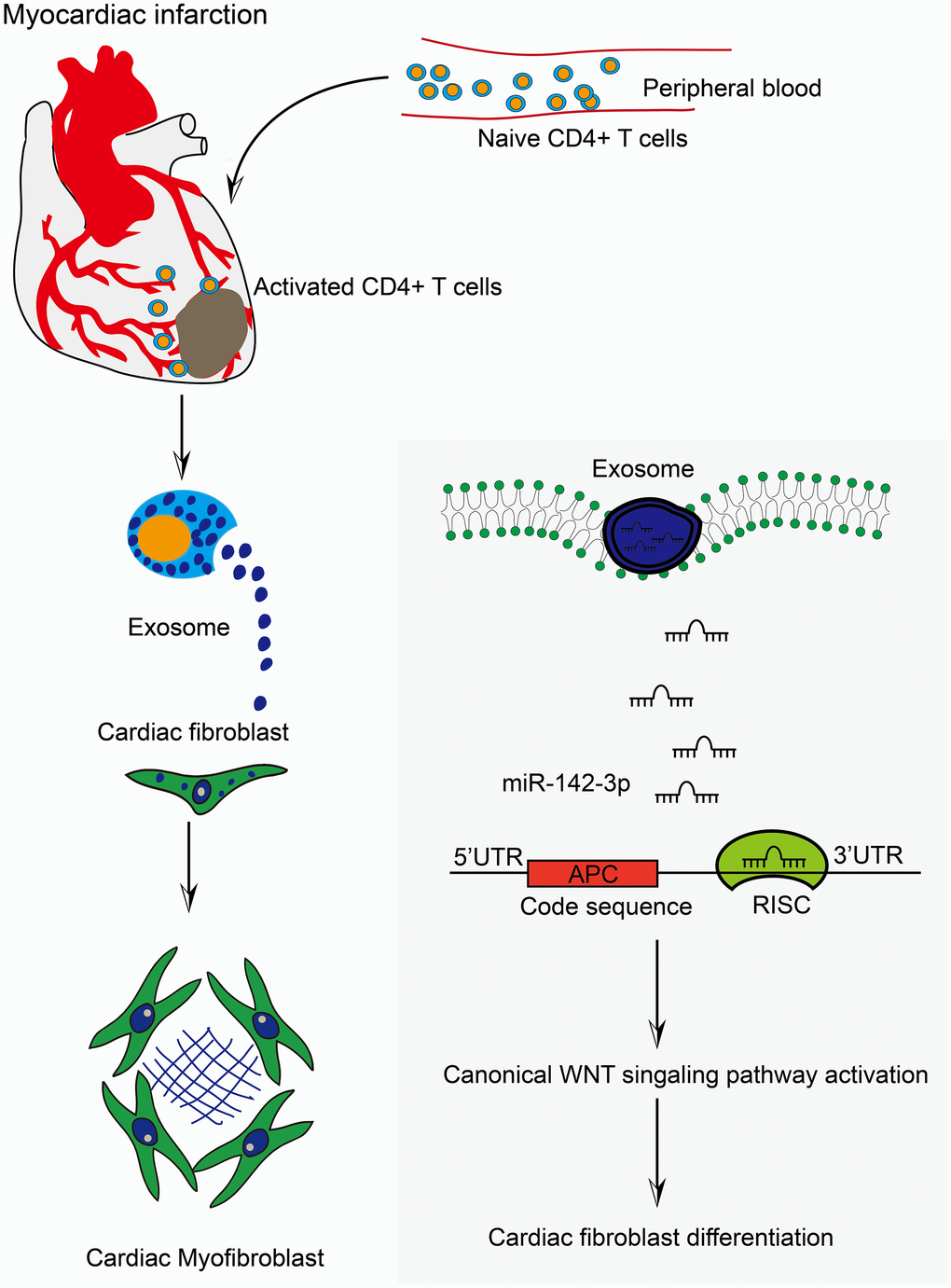 Activated CD4+ T cells promoted cardiac remodeling via exosomal miR-142-3p-APC-WNT signal axis. The work model illustrated the action modality of CD4+ cells-derived exosomes in myofibroblast activation post-MI. Myocardial infarction induced the accumulation of CD4+ T cells into myocardial tissue. Consequently, activated CD4+ cells-derived exosomes facilitated CFs transformation through exosomal miR-142-3p-APC-WNT signal axis.