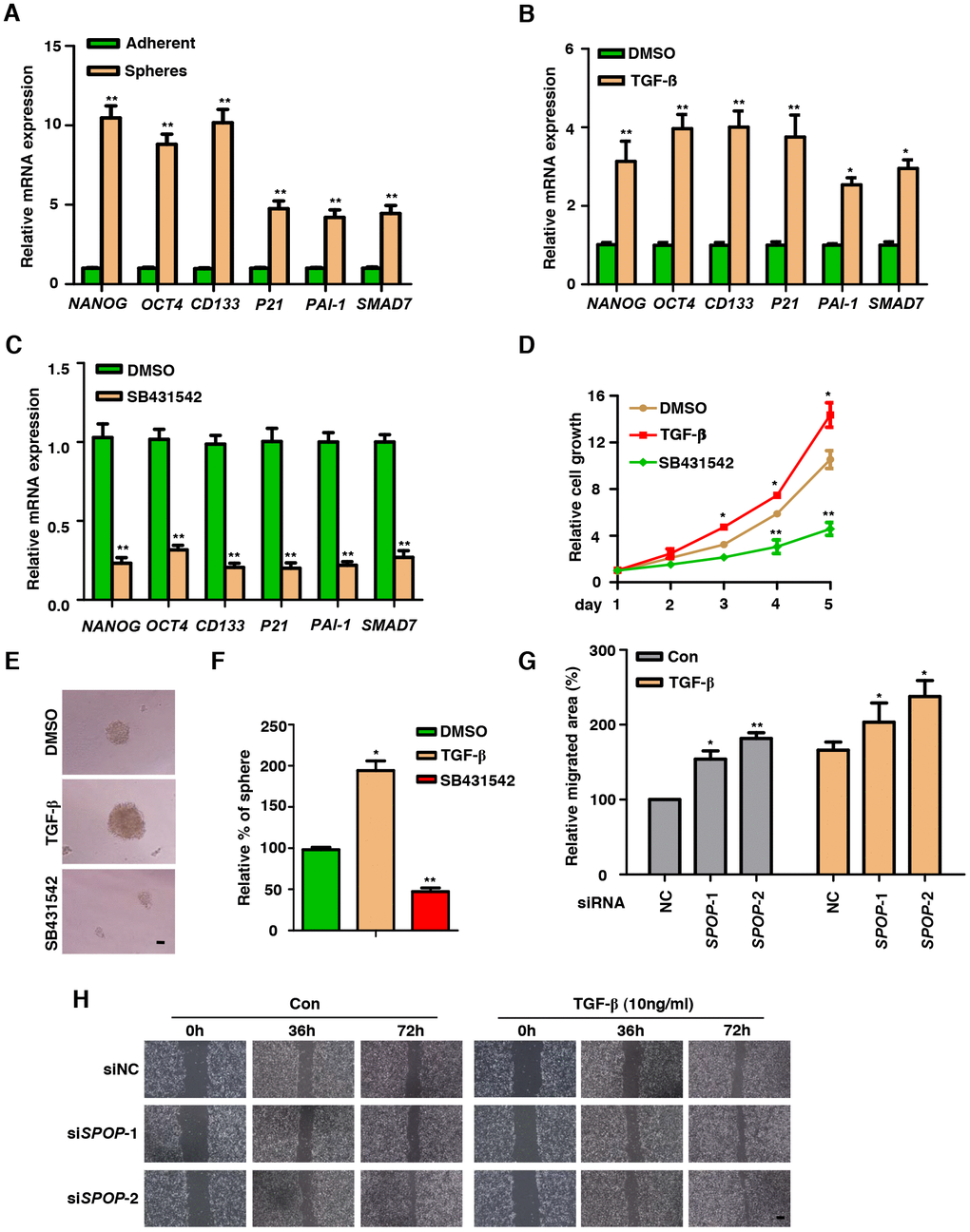 TGF-β Signaling is functionally active in prostate CSCs. (A) Real-Time PCR analysis of TGF-β Signaling-associated genes in adherent cells versus spheres in DU145 cells. Data are normalized to Actin expression and presented as fold change in gene expression relative to adherent cells. Data are means ± SEM (n=3). **P t-test). (B) Analysis the expression of CSCs markers in the treatment of TGF-β (10ng/ml) in DU145 cells via qPCR. Data are normalized to Actin expression and presented as fold change in gene expression relative to the treatment of DMSO. Data are means ± SEM (n=3). *P P t-test). (C) Analysis the expression of CSCs markers in the treatment of SB431542 (10μM) in DU145 cells via qPCR. Data are normalized to Actin expression and presented as fold change in gene expression relative to the treatment of DMSO. Data are means ± SEM (n=3). **P t-test). (D) MTT assay of DU145 cells treated with TGF-β (10ng/ml) or SB431542 (10μM) in DU145 cells. Data are means ± SEM (n=3). *PPt-test). (E) Representative sphere images from each condition of DU145 cells. Scale bar, 100μm. (F) Frequency of tumor spheres formed from DU145 cells. Sphere counts are normalized to mock treated spheres. Data are means ± SEM (n=3). *P P t-test). (G, H) Wound healing assay of SPOP KD PC3 cells. Scale bar, 100μm. Data are means ± SEM (n=3). *P P t-test).