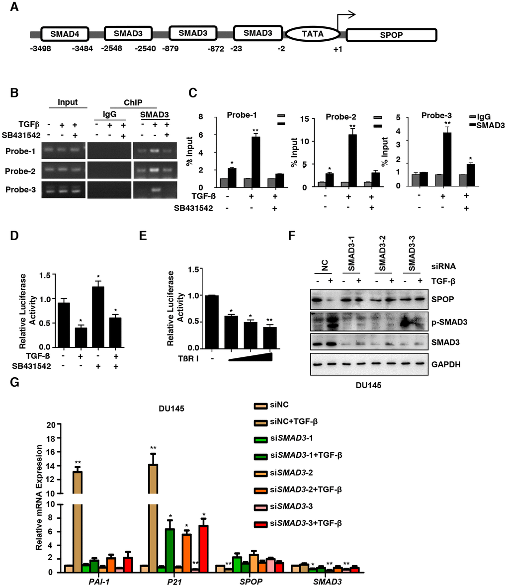 TGF-β regulates SPOP expression through SMAD3. (A) Map of the SPOP promoter and the putative SMAD3-binding sites. (B) ChIP–PCR analysis of DU145 cells cultured with TGF-β (10ng/ml) or SB431542 (10μM) for 8 hours using anti-SMAD3 antibody and PCR primers. IgG was used as a negative control. (C) Enrichment of SMAD3 on the SPOP promoter was calculated. Data are means ± SEM (n=3). *PP t-test). (D) DU145 cells were transfected with SPOP gene basic promoter-Luc reporter. After the treatment with TGF-β (10ng/ml) or SB431542 (10μM) for 8 hours, luciferase activity of SPOP were measured. Data are means ± SEM (n=3). *Pt-test). (E) DU145 cells were transfected with TβRI or vector control, plus the SPOP basic promoter-Luc reporter. Luciferase activity of SPOP were measured. Data are means ± SEM (n=3). *PPt-test). (F, G) Western blot analysis the expression of SPOP upon the knockdown of SMAD3 and the treatment with TGF-β (10ng/ml) for 8 hrs in the DU145 cells (F) and the Real-Time PCR analysis of the expression of SPOP and TGF-β signaling-associated genes (G).