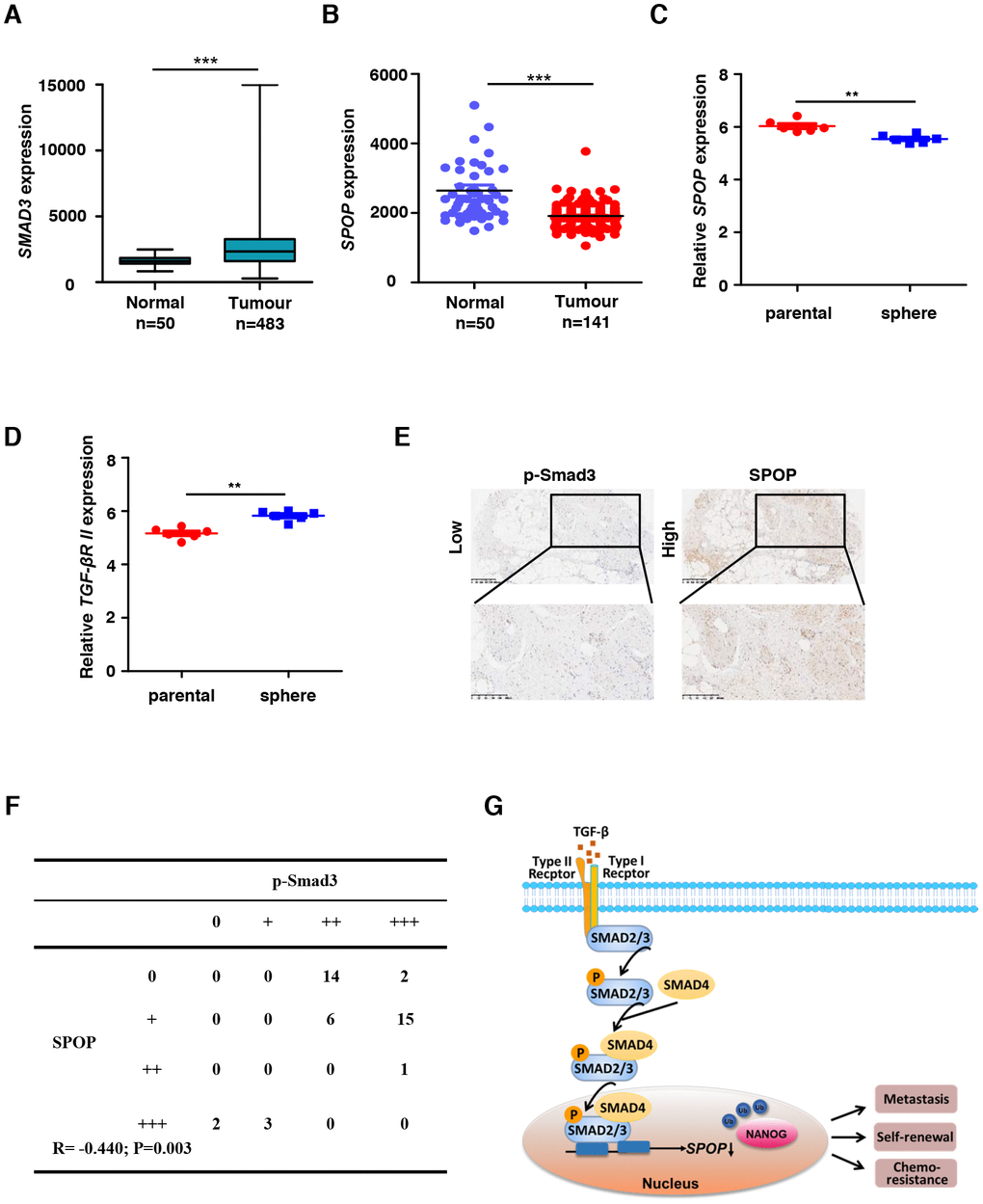 SPOP expression is downregulated in human proatate cancer. (A) SMAD3 expression levels in normal tissue and primary tumor of prostate through the TCGA data. Expression levels are presented as boxplots and were compared using an unpaired Student's t-test, ***PB) SPOP expression levels in normal tissue and primary tumor of prostate through the TCGA data. Expression levels are presented as boxplots and were compared using an unpaired Student's t-test, ***PC) Relative SPOP expression levels in parental sample and sphere sample of prostate cancer through the GEO data GSE19713. Expression levels are presented as boxplots and were compared using an unpaired Student's t-test, **PD) Relative TGFβR II expression levels in parental sample and sphere sample of prostate cancer through the GEO data GSE19713. Expression levels are presented as boxplots and were compared using an unpaired Student's t-test, **PE) Human prostate tumor specimens were stained with p-SMAD3 and SPOP separately using an IHC staining assay. Representative examples are shown. (F) The correlation between SPOP and p-SMAD3 protein levels in the human prostate tumor tissue array is shown. Statistical significance was determined by a χ2 test. R indicates the correlation coefficient. (G) Model for TGF-β signaling negatively regulates SPOP expression.
