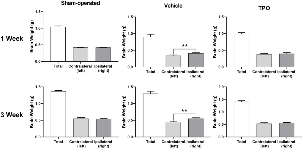 TPO demonstrated a neuroprotective effect in a neonatal hypoxic-ischemic rat model. Brain injury was estimated using the percentage of the weight reduction in the ipsilateral cerebral hemisphere compared to the contralateral hemisphere. Brain weights of ipsilateral cerebral hemisphere and contralateral hemisphere were measured in the sham-operated, vehicle-treated, and TPO-treated rats at 1 and 3 weeks of hypoxia-ischemia, n = 16. ** P 