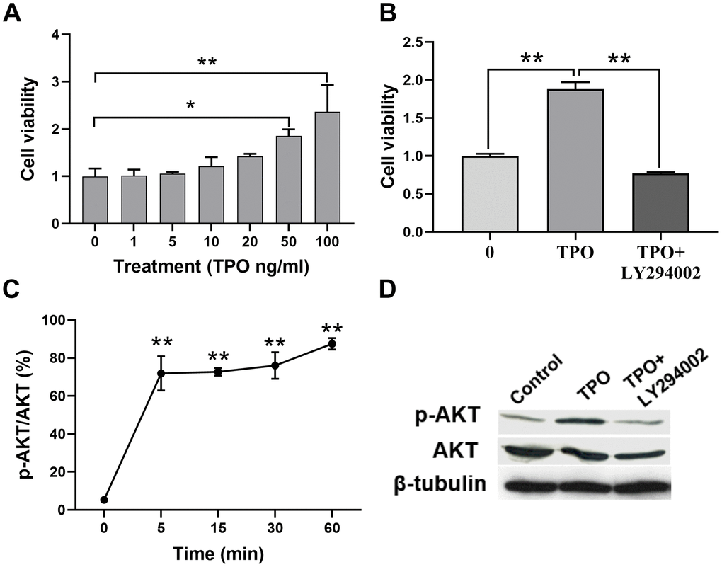 TPO promoted cell proliferation and activated the PI3K/AKT signal in C17.2 cells. C17.2 cells were treated with TPO for 72 h. These data were expressed as means ± SEM. Cell viability was detected by MTT. (A) Cell viability of C17.2 cells with different TPO concentrations, n = 3. (B) Cell viability of C17.2 cells that were treated with the PI3K inhibitor (LY294002, 50 μM) prior to TPO treatment, n = 8. (C) Levels of phosphorylated AKT (p-AKT) at different time intervals. (D) Levels of AKT and p-AKT in the groups treated with TPO and TPO+LY294002. * P P 