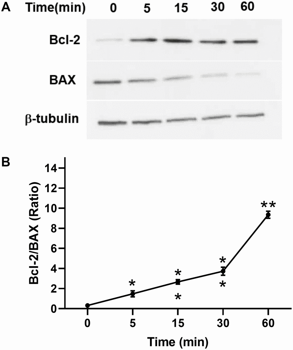 Effect of TPO on Bcl-2 and BAX of C17.2 cells at different time intervals. Cells were stimulated for the selected times with 100 ng/mL of TPO. Bcl-2 and BAX were detected by Western blot. (A) Levels of Bcl-2 and BAX at different time intervals. (B) Semiquantitative evaluation of TPO for antiapoptotic effects via Bcl-2/BAX. * P P 