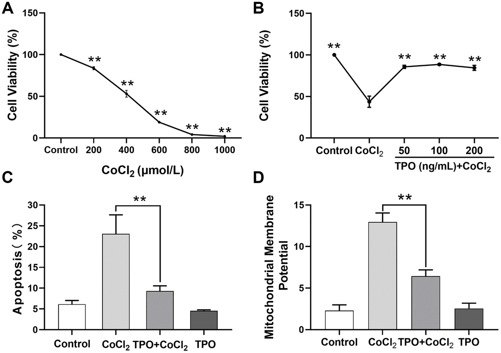 TPO demonstrated a protective effect in a CoCl2-induced PC12 cell injury protection model. Cell viability was detected by MTT. Cell apoptosis and mitochondrial membrane potential were detected by flow cytometry. (A) Effect of different concentrations of CoCl2 on viability of PC12 cells. Cells were treated with CoCl2 for 24 h, n = 3. (B) Protective effect of different concentrations of TPO on CoCl2-induced (500 μmol/L) PC12 cells. Cells were treated with TPO for 48 h, n = 3. (C) Protective effect of 100 ng/mL of TPO on CoCl2-induced (500 μmol/L) PC12 cells. (D) Protective effect of 100 ng/mL of TPO on mitochondrial membrane potential of CoCl2-induced (500 μmol/L) PC12 cells. ** P 
