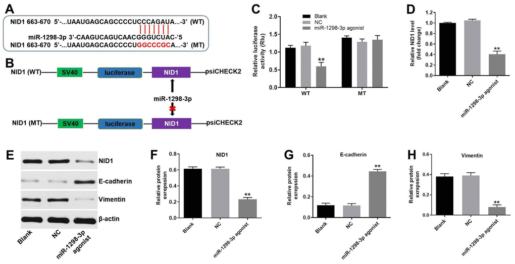 NID1 is a direct binding target of miR-1298-3p. (A, B) Sequence alignment of miR-1298-3p with the binding sites within the WT or MT regions of NID1. (C) Luciferase activity in U87MG cells following co-transfection with NID1-WT/MT 3’-UTR plasmid and miR-1298-3p agonist measured using dual luciferase reporter assay. (D) RT-qPCR of NID1 levels in U87MG cells transfected with miR-1298-3p agonist. (E) Western analysis of NID1, E-cadherin, and vimentin protein levels in U87MG cells. (F–H) The relative expression of NID1, E-cadherin, and vimentin in U87MG cells normalized to β-actin; **P 