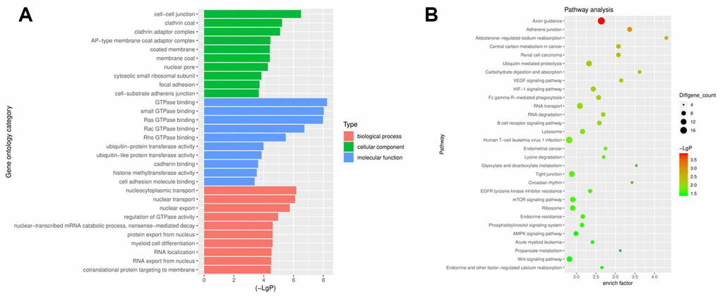 Profiles of circRNAs in NSCLC analyzed with GO and pathway analyses. (A) Go analysis exploring the potential functions of differentially expressed circRNAs. (B) Pathway analysis exploring the signaling pathways related to NSCLC.