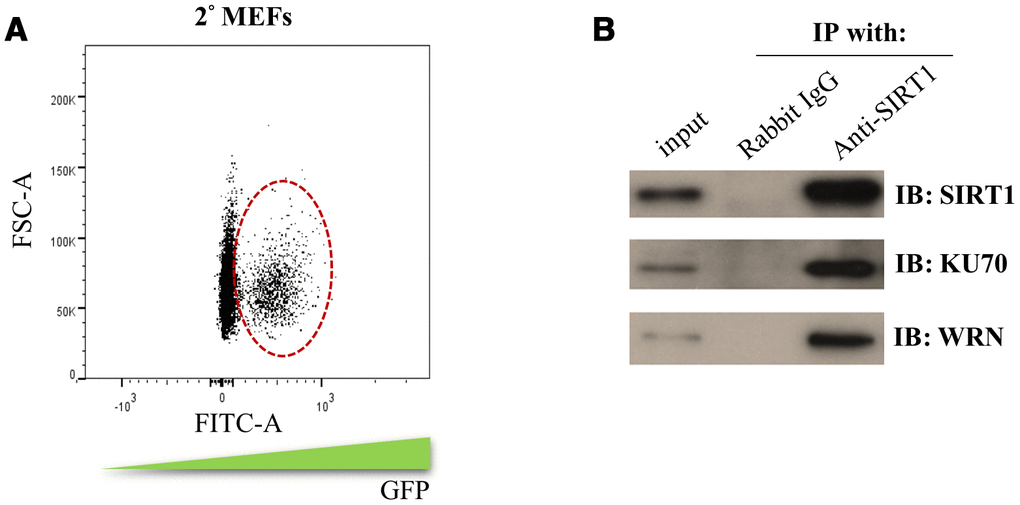 Identification of the SIRT1 interacting proteins during initiation phase of reprogramming. (A) 2° MEFs containing DOX inducible MKOS was sorted out by FACS according to the FITC gating indicated by circle dash line. (B) co-immunoprecipitation assay using SIRT1 antibody or rabbit IgG followed by Western blotting analysis (IB) using antibodies against SIRT1, KU70 and WRN.