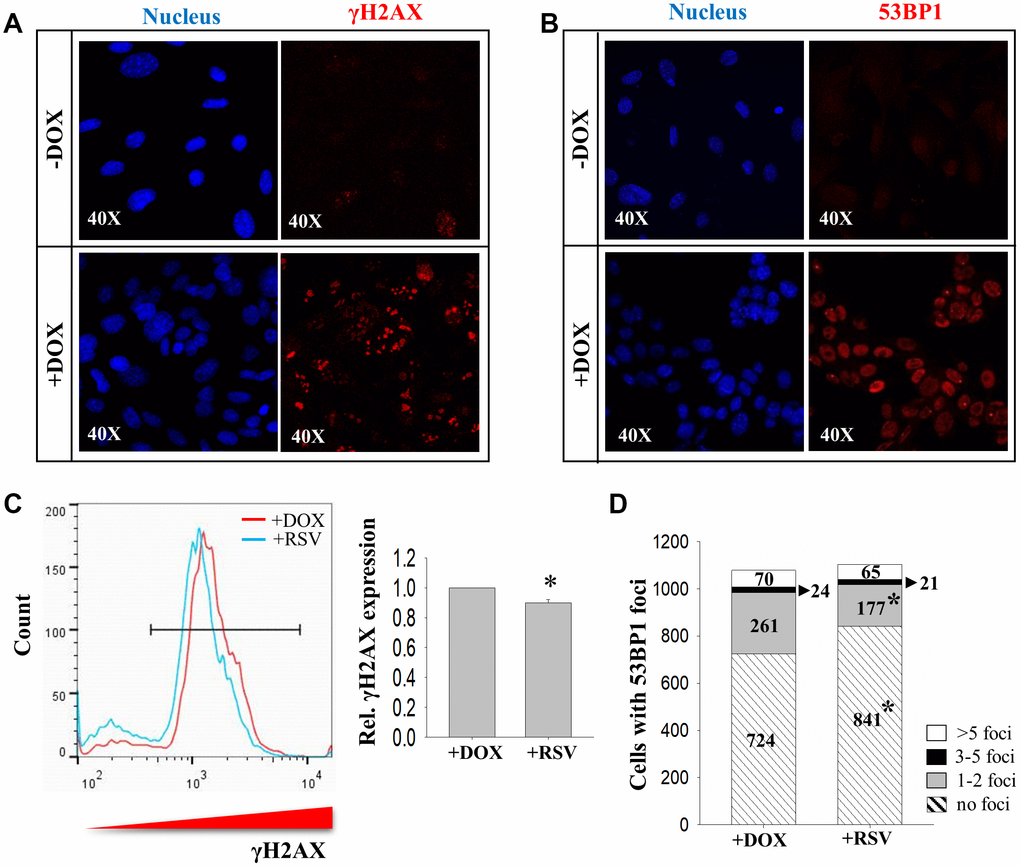The effects of RSV on DNA damage markers during reprogramming. Immunocytochemistry analysis on expression of (A) γH2AX and (B) 53BP1 in 2° MEFs before (-DOX) and after (+DOX) treatment. (C) FACS analysis showing the effect of RSV on γH2AX expression. (D) The numbers of cells with more than five (>5 foci, white), three to five (3-5 foci, black), one to two (1-2 foci, grey) and no (no foci, stripped) 53bp1 foci without (+DOX) or with (+RSV) RSV treatment. (n=3; *: p