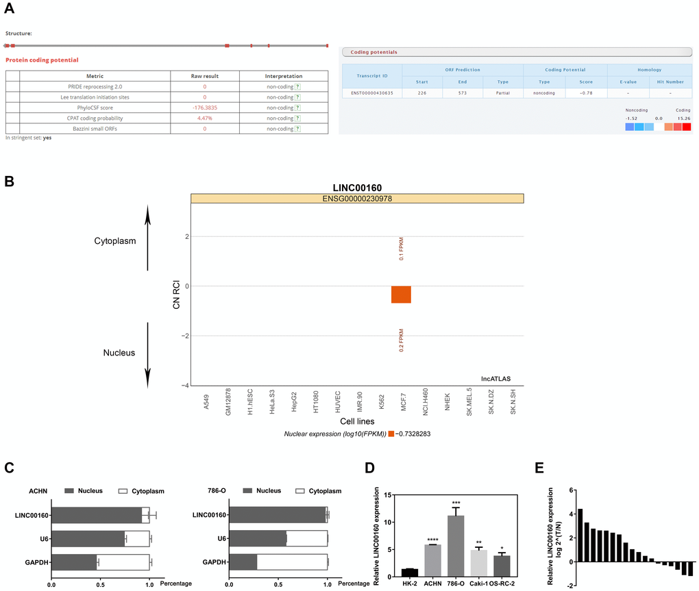 Characteristics of LINC00160 (A) LNCipedia and lncRNAtor websites found LINC00160 with no protein coding ability. (B) lncATLAS website revealed LINC00160 was mainly located in nucleus. (C) Separation of nuclear and cytoplasmic RNA assays indicated that LINC00160 was predominantly localized in nucleus rather than cytoplasm. (D) LINC00160 mRNA expression was significantly higher in RCC cell lines (ACHN, 786-O, Caki-1, OS-RC-2) compared with the kidney control cell line (HK-2). (E) LINC00160 mRNA level was statistically upregulated in tumor samples than adjacent normal tissues.