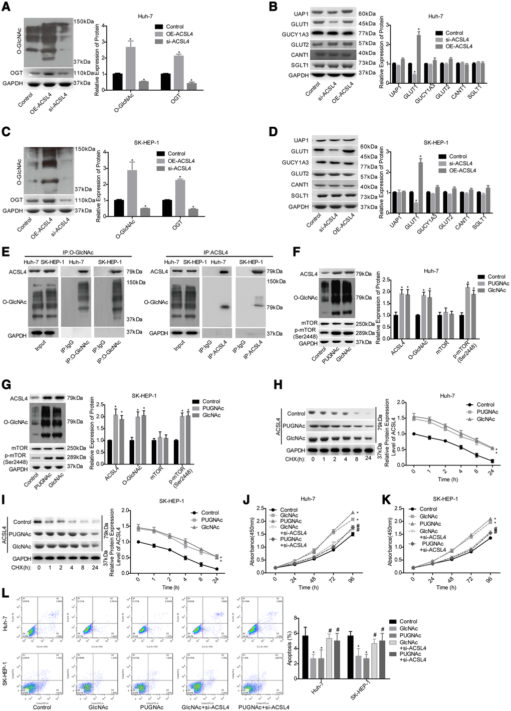 Evaluation of the effects of ACSL4 on O-GlcNAc-mediated HCC growth. Huh-7 and SK-HEP-1 cells were transfected with OE-ACSL4 or si-ACSL4, and then the cells were harvested for the western blotting assay to detect the expression of the following proteins. (A) OGT and O-GlcNAc in Huh-7 cells. (B) UAP1, GLUT1, GLUT2, GUCY1A3, CANT1 and SGLT1 in Huh-7 cells. (C, D) OGT, O-GlcNAc, UAP1, GLUT1, GLUT2, GUCY1A3, CANT1 and SGLT1 in SK-HEP-1 cells. (E) IP assay used to detect the interaction between O-GlcNAc and ACSL4 with an antibody against O-GlcNAc or ACSL4. IgG served as a negative control. Then, the si-ACSL4-transfected or untransfected Huh-7 and SK-HEP-1 cells were treated with PUGNAc, GlcNAc or nothing, and the following assays were carried out. (F, G) The levels of ACSL4, O-GlcNAc, mTOR and p-mTOR were determined by using a western blotting assay. (H, I) The protein stability was determined by western blotting after incubation with CHX (100 μg/ml) for 0, 1, 2, 4, 8 or 24 hours. (J, K) Cell proliferation was detected by CCK-8 assay. (L) Cell apoptosis was assessed by flow cytometry assay. (A–D) *PE–L)*P#P