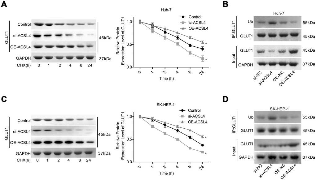ACSL4 upregulation enhanced the stability of GLUT1 protein and reduced its ubiquitination. (A) After 12 hours of cell transfection with si-ACSL4 or OE-ACSL4, Huh-7 cells were treated with CHX (100 μg/ml) for 0, 1, 2, 4, 8 or 24 hours, and the western blotting assay was performed to detect GLUT1 expression. (B) An IP assay was used to detect the interaction between Ub and GLUT1 proteins after Huh-7 cells were transfected with si-ACSL4 or OE-ACSL4. (C) After 12 hours of cell transfection with si-ACSL4 or OE-ACSL4, SK-HEP-1 cells were treated with CHX (100 μg/ml) for 0, 1, 2, 4, 8 or 24 hours, and the western blotting assay was performed to detect GLUT1 expression. (D) IP assay was used to detect the interaction between Ub and GLUT1 protein in SK-HEP-1 cells. (*P