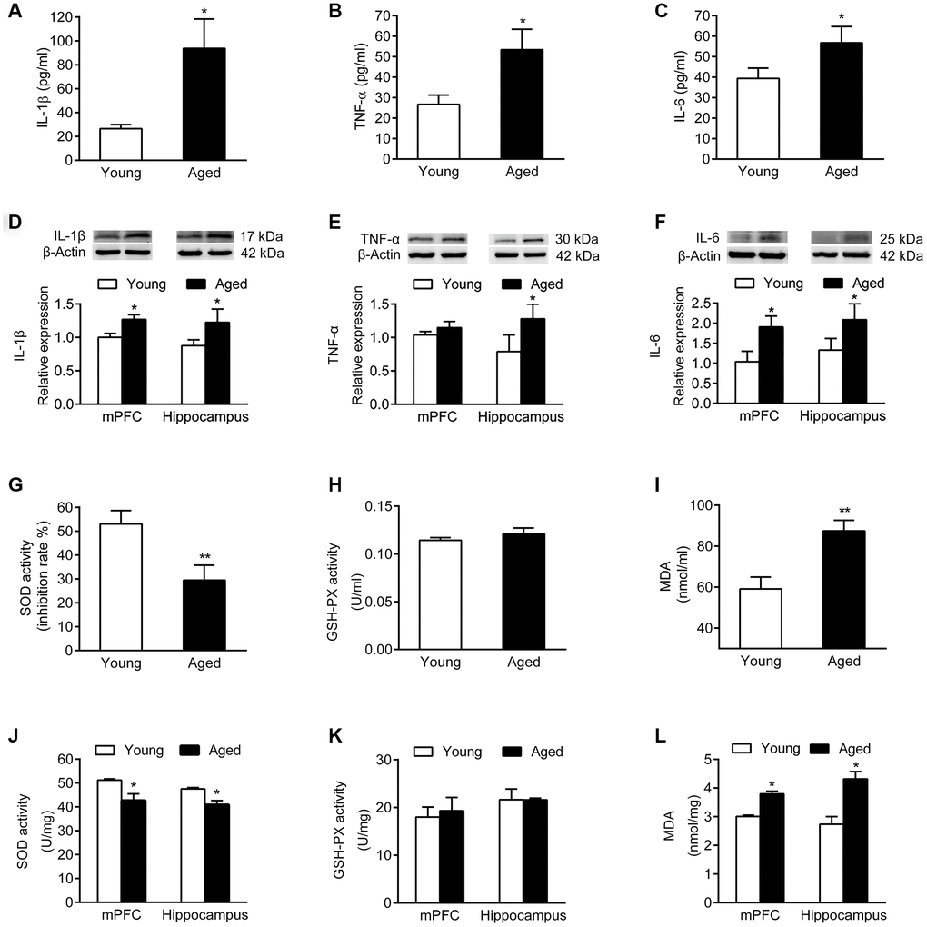 Inflammatory cytokines and oxidative stress markers in serum and brain of young and aged rats. n = 6. Serum levels of IL-1β (A), TNF-α (B), and IL-6 (C) in young and aged rats. Expression of IL-1β (D), TNF-α (E), and IL-6 (F) in mPFC and hippocampus in young and aged rats. SOD activity (G), GSH-PX activity (H), and MDA content (I) in serum of young and aged rats. SOD activity (J), GSH-PX activity (K), and MDA content (L) in mPFC and hippocampus of young and aged rats. Error bars represent the SEM. * P P 