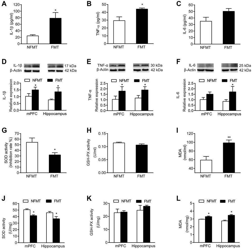 Effect of FMT on inflammation and oxidative stress. n = 6. FMT increases serum levels of IL-1β (A) TNF-α (B) and IL-6 (C). FMT increases expression of IL-1β (D) TNF-α (E) and IL-6 (F) in mPFC and hippocampus. Effect of FMT on SOD activity (G) GSH-PX activity (H) and MDA content (I) in serum. Effect of FMT on SOD activity (J) GSH-PX activity (K) and MDA content (L) in mPFC and hippocampus. Error bars represent SEM; * P P 