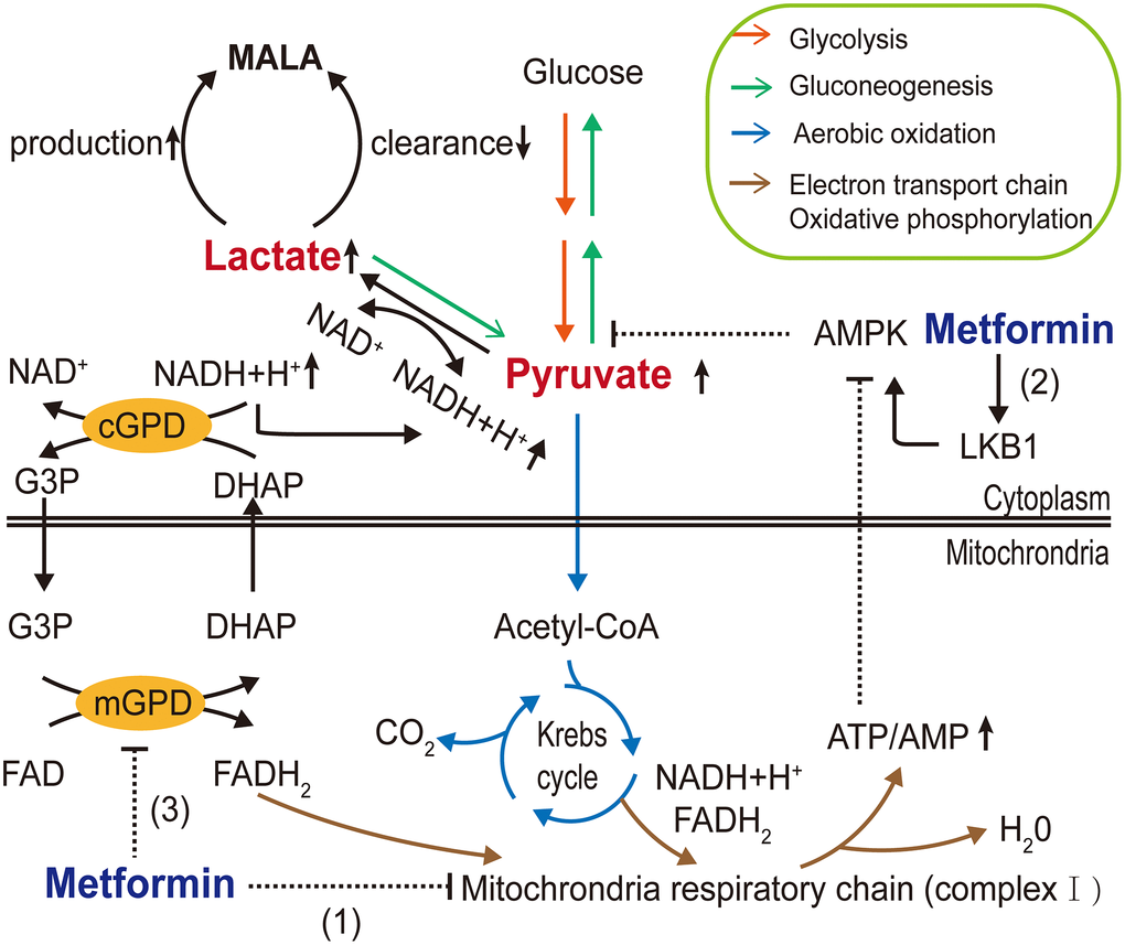 Molecular mechanisms of metformin-associated lactic acidosis (MALA). Metformin (1) inhibits mitochondrial respiratory chain complex I, reducing Krebs cycle flux and shifting metabolism toward glycolysis, increasing the pyruvate level; (2) partly inhibits gluconeogenesis through the AMPK pathway, further contributing to pyruvate accumulation and increasing the conversion of accumulated pyruvate to lactate; and (3) inhibits mGPD, blocking the G3P pathway and altering the cytoplasmic redox state, inhibiting the conversion of lactate to pyruvate, resulting in MALA. (AMPK, AMP-activated protein kinase; LKB1, liver kinase B1; G3P, glycerol-3-phosphate; DHAP, dihydroxyacetone phosphate; mGPD, mitochondrial glycerophosphate dehydrogenase; cGPD, cytosolic glycerophosphate dehydrogenase).