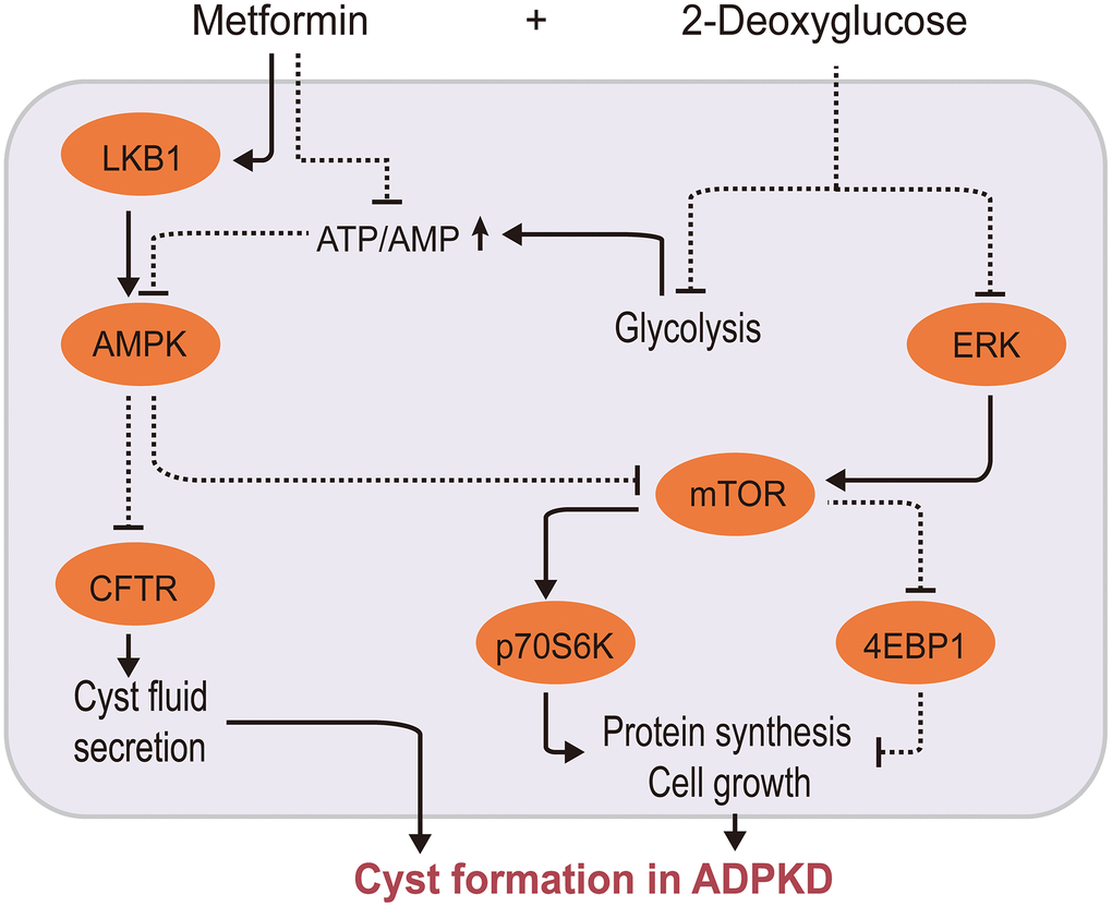 Metformin/2-deoxyglucose cotreatment delays ADPKD progression. Metformin interferes with ADPKD cell proliferation by inhibiting CFTR and mTOR signaling via AMPK 2-DG inhibits mTOR via two pathways: by suppressing ERK, an upstream activator of mTOR, and by competitively inhibiting glycolysis, leading to energy imbalance and AMPK activation. This further inhibits CFTR and mTOR, thereby synergistically inhibiting ADPKD proliferation. (2-DG, 2-deoxyglucose; CFTR, cystic fibrosis transmembrane conductance regulator; AMPK, AMP-activated protein kinase; mTOR, mechanistic target of rapamycin kinase; ERK: extracellular signal-regulated kinase; ADPKD, autosomal dominant polycystic kidney disease).