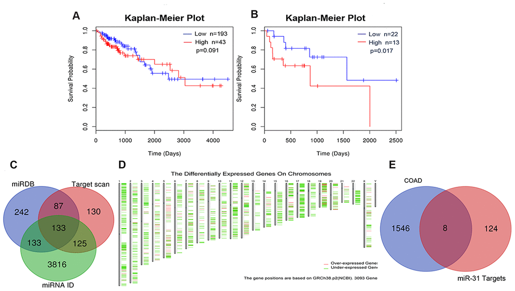 Prognostic value of miR-31-5p and target genes related with COAD. (A, B) Kaplan-Meier curve for miR-31-5p in clinical COAD samples. The P values of the Kaplan-Meier curve for COAD patients and pathologic stage IV COAD patients were 0.091 and 0.017, respectively. (C) Integration of miR-31-5p predictive genes from TargetScan, miRDB, and TargetMiner. (D) The differentially expressed genes in COAD retrieved from GEPIA. The thresholds were set as follows: | Log2 fold change (FC) | ≥ 2 and P valueE) Venn diagram for overlap analysis of miR-31-5p target genes related to COAD.
