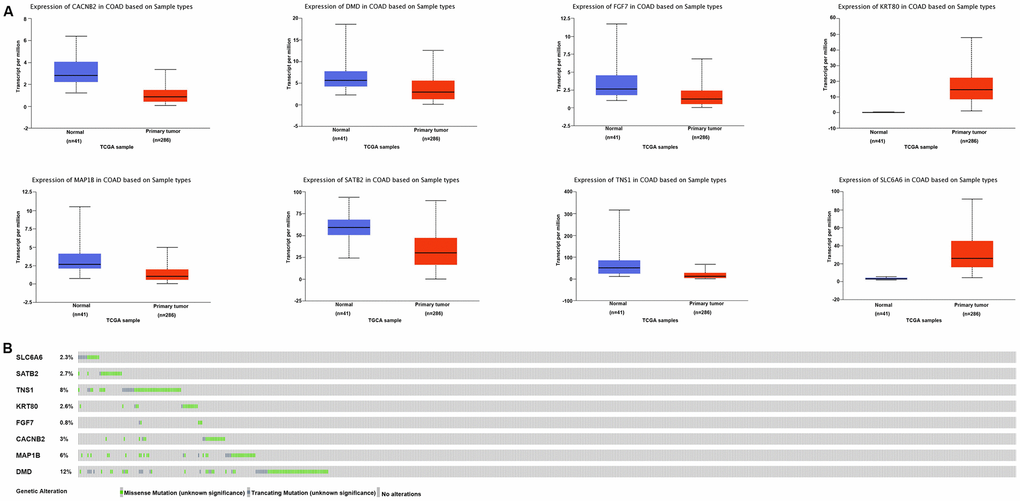 Expression and mutation analysis of miR-31-5p target genes related to COAD. (A) Expression of integrated genes in COAD and normal tissues based on TCGA samples analyzed by the UALCAN database. (B) OncoPrint of integrated gene alterations in COAD. Genomic alterations of the 8 genes are mutually exclusive.