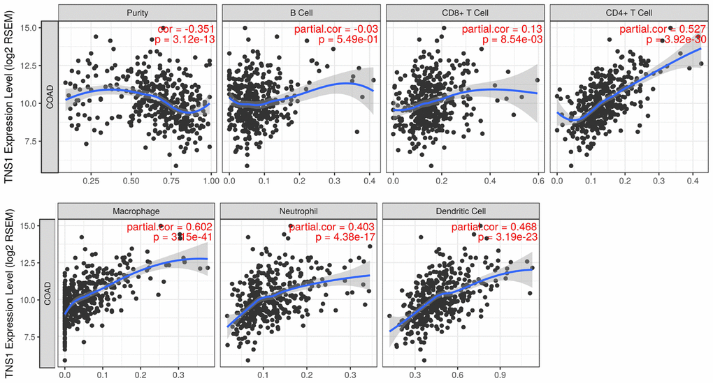 Correlation of TNS1 expression with immune infiltration level in COAD. TNS1 expression is significantly correlated with tumor purity and has strong correlations with macrophages, CD4+ T cells, dendritic cells, and neutrophils.