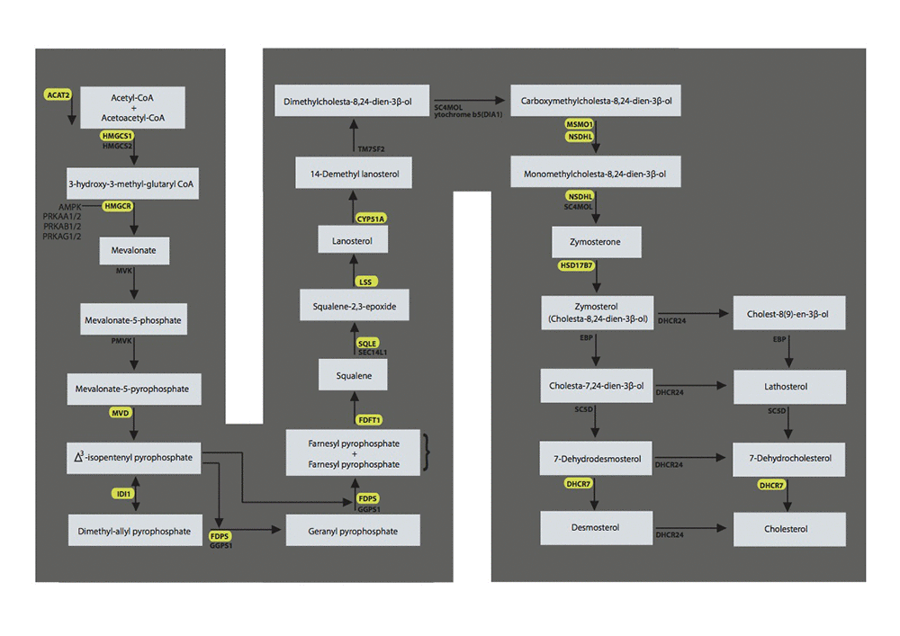 The superpathway of cholesterol biosynthesis with the genes significant in the test cohort and validated in the validation cohort marked in yellow. LSS = lanosterol synthase, FDPS = farnesyl diphosphate synthase; DHCR7 =7-dehydrocholesterol reductase; HMGCR = 3-hydroxy-3-methylglutaryl-CoA reductase; FDFT1 = farnesyl-diphosphate farnesyltransferase 1; IDI1 = isopentenyl-diphosphate delta isomerase 1; ACAT2 = acetyl-CoA acetyltransferase 2; NSDHL = NAD(P) dependent steroid dehydrogenase-like; HMGCS1 = 3-hydroxy-3-methylglutaryl-CoA synthase 1; CYP51A1 =cytochrome P450, family 51, subfamily A, polypeptide 1; SQLE = squalene epoxidase; MSMO1 =methylsterol monooxygenase 1; MVD = mevalonate (diphospho) decarboxylase; HSD17B7 = hydroxysteroid (17-beta) dehydrogenase 7.