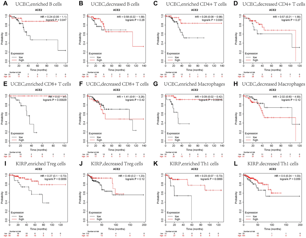 Comparison of Kaplan-Meier survival curves of the high and low expression of ACE2 in UCEC and KIRP based on immune cells subgroups. Relationships between ACE2 of different immune cells subgroup and prognoses in (A–H) Uterine Corpus Endometrial Carcinoma (UCEC), and (I–L) Kidney Renal Papillary Cell Carcinoma (KIRP).