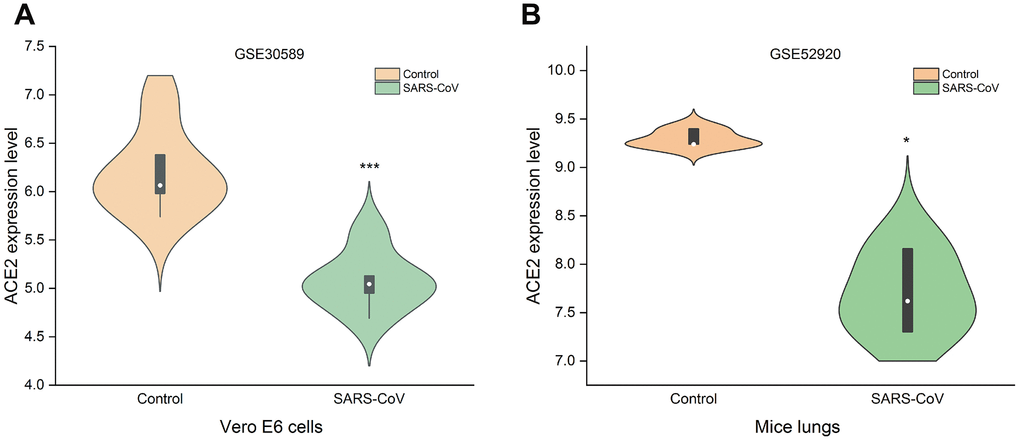 Changes of ACE2 after SARS-CoV infection. SARS-CoV reduced the expression levels of ACE2 in (A) Vero E6 cells and (B) mice lungs (***P*P