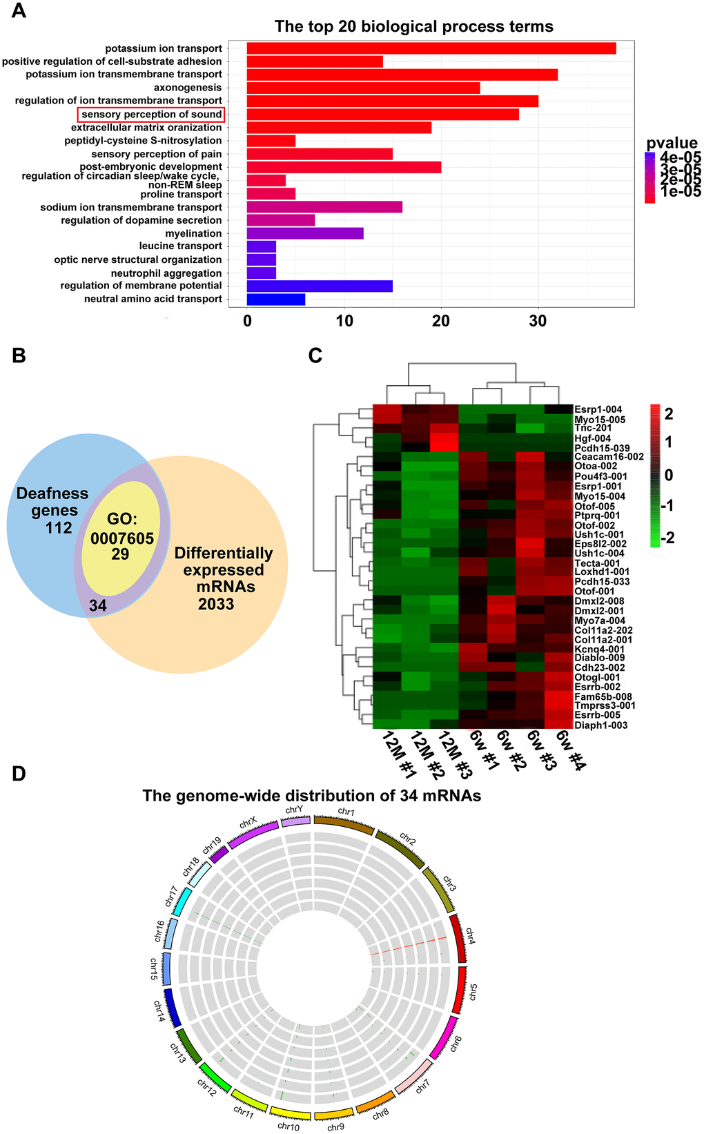 Hearing loss-related differentially expressed mRNAs. (A) Enriched biological process of six-week-old versus one-year-old mice. The x-axis indicates the number of differentially expressed mRNAs, and the y-axis indicates the top 20 biological process terms. (B) Venn diagram showing the intersection of popular genes associated with hearing loss, differentially expressed genes in RNA-seq, and genes enriched in sensory perception of sound (GO:0007605). (C) Hierarchical clustering of the 34 mRNAs. Green to red indicate the low-to-high expression levels. The gradient color barcode at the top right indicates the log2 FPKM. (D) Thirty-four mRNAs mapped to a chromosome. Each single circle represents a sample.