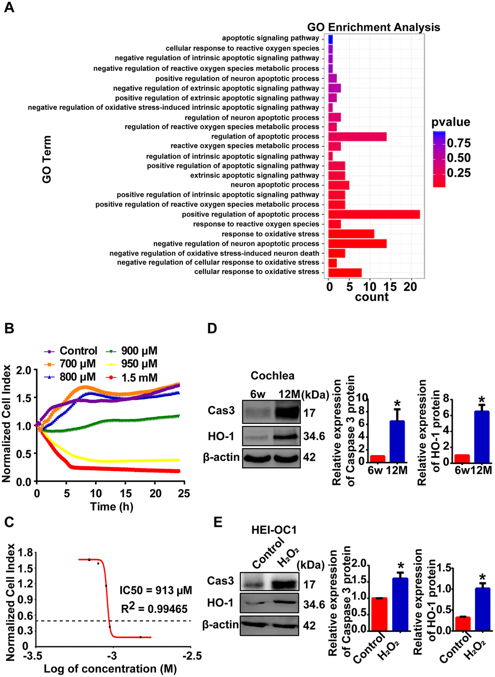 Cellular model of AHL was established by H2O2 exposure. (A) GO-BP analysis showed that oxidative stress and apoptotic processes stimulated the process of AHL. (B) Percent HEI-OC1 cell survival after exposure to increasing concentrations of H2O2 for 24 h, and the IC50 (half maximal inhibitory concentration) of H2O2 was approximately 920 μM (C). Cell viability was detected by RTCA. Cleaved caspase 3 and HO-1 expression in mouse (D) and cellular (E) models of AHL, as determined by Western blotting. *P  0.05 compared to the control.