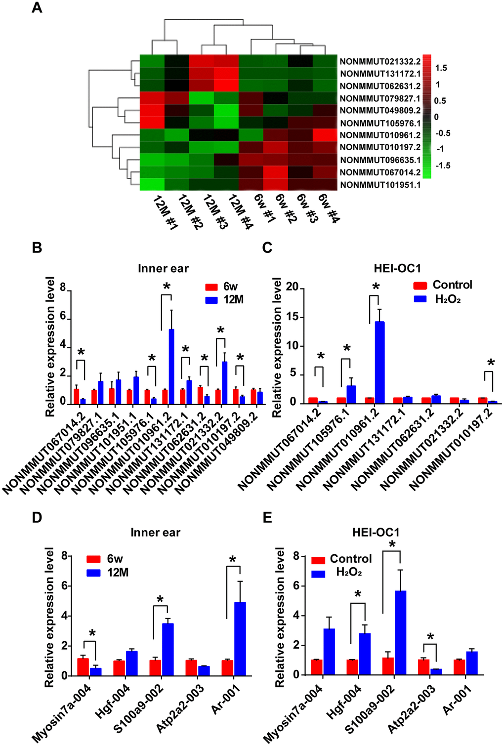 Identification of differentially expressed lncRNAs and their potential target mRNAs in animal and cellular models of AHL. (A) Heat map of candidate lncRNA expression levels in six-week-old and one-year-old mice. The gradient color barcode at the top right indicates the log2 FPKM. Relative expression of the selected lncRNAs (B) and mRNAs (D) in the cochlear tissues, as detected by qRT-PCR. Tissues from the 6w mouse group were used as a control. Relative expression of the selected lncRNAs (C) and mRNAs (E) in a cellular model of AHL. Cells not treated with H2O2 were used as a control. *P  0.05 compared to control.