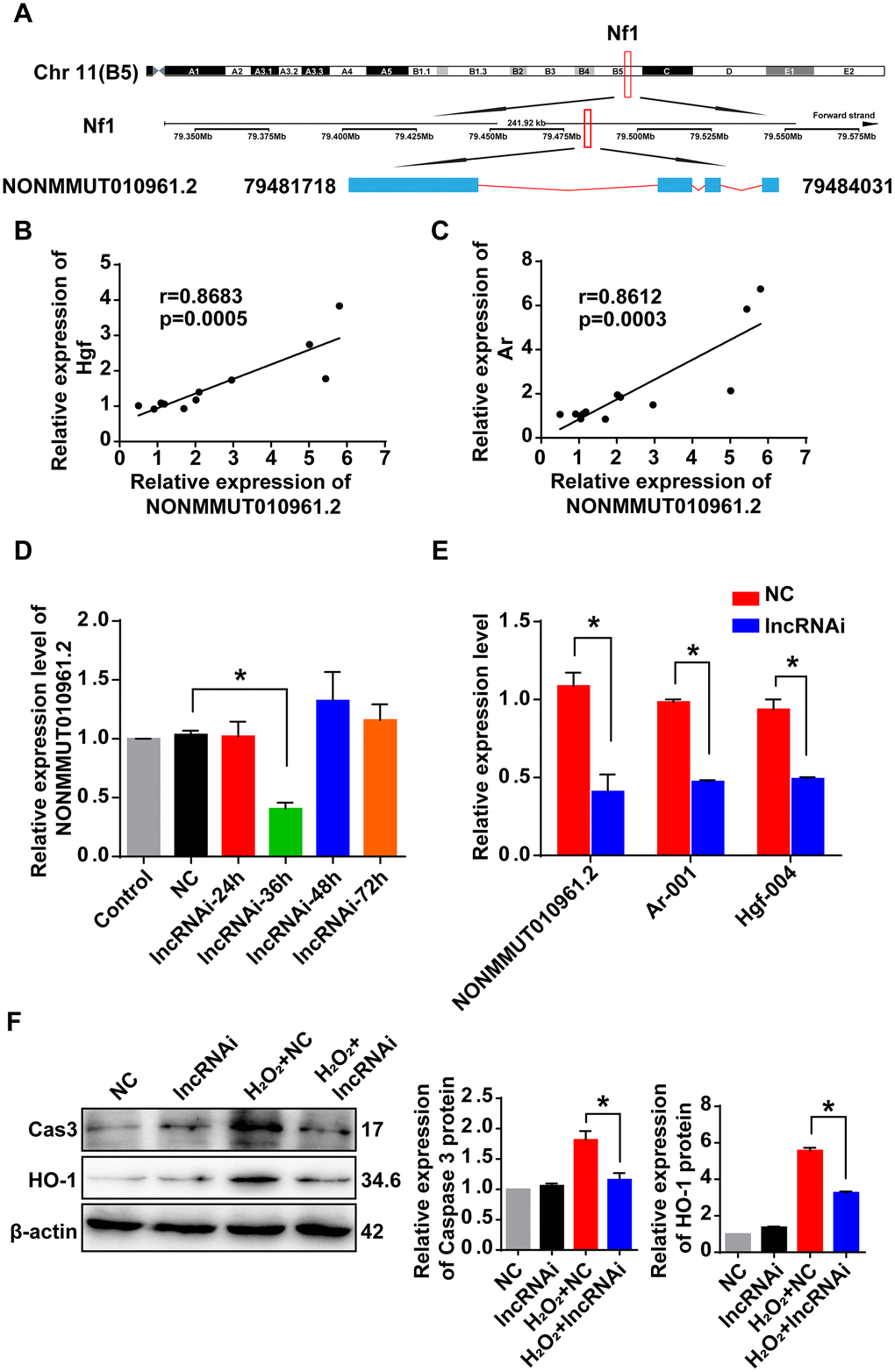 Correlation of lncRNA NONMMUT010961.2 and its potential target mRNAs. (A) The chromosome location of NONMMUT010961.2 in the mouse genome is shown. (B, C) Pearson’s correlation was used to analyze the positive correlation between lncRNA NONMMUT010961.2 expression and the expression level of Hgf and Ar in the 12 matched samples. (D) The relative expression level of lncRNA NONMMUT010961.2 in HEI-OC1 cells treated with lncRNAi for 24 h, 36 h, 48 h and 72 h compared with those treated with NC. *P E) qRT-PCR analysis showed that lncRNA NONMMUT010961.2 and its potential target mRNAs Hgf and Ar decreased in HEI-OC1 cells treated with lncRNAi for 36 h compared with those treated with NC. *P F) Western blot analysis showed that cleaved caspase 3 and HO-1 were decreased by lncRNAi in the AHL cellular model. (*P 