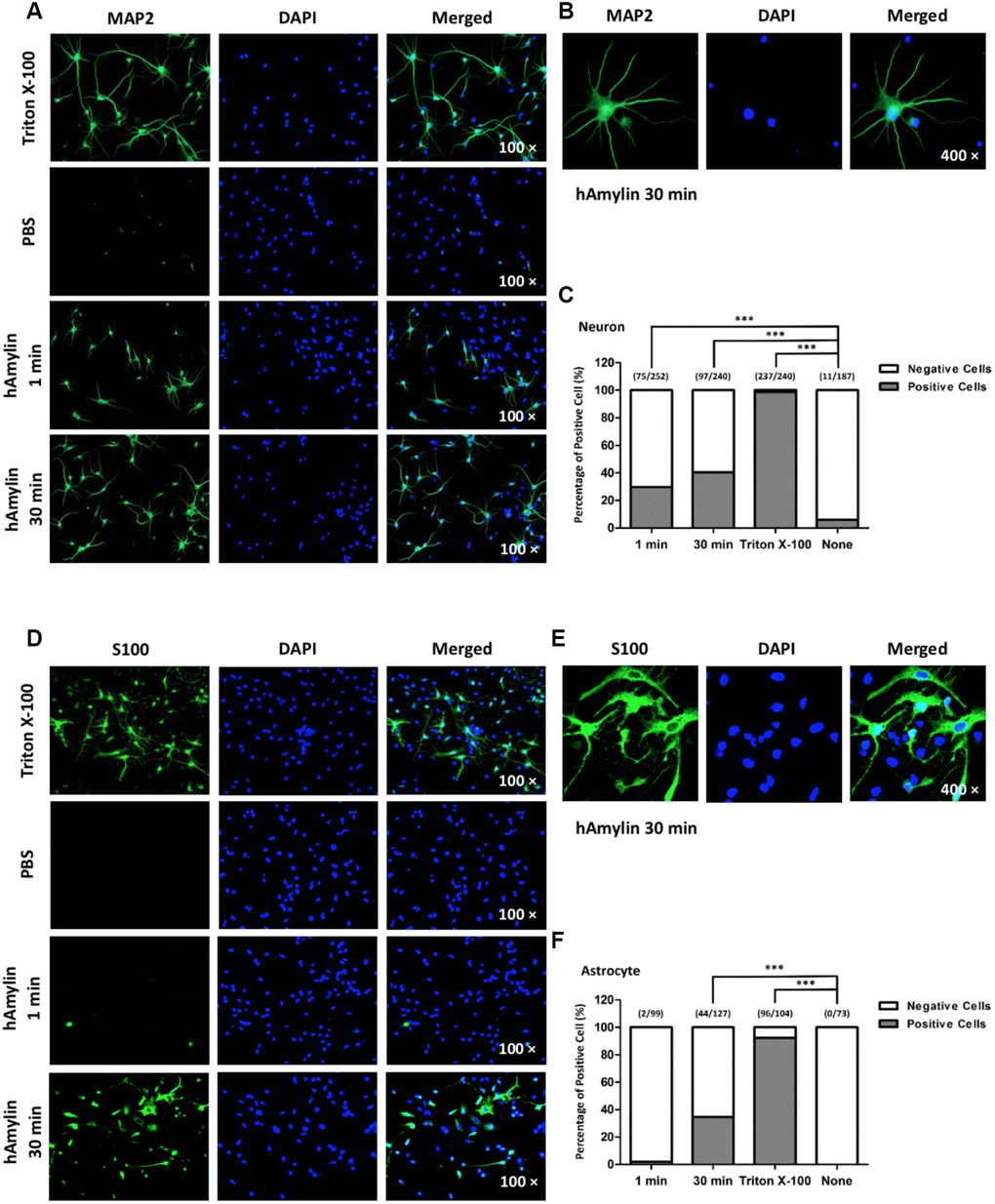 The permeabilization effects of hAmylin on neurons and astrocytes. (A, B) Neuron-specific fluorescence (MAP2) was observed in neurons after their incubation with Triton X-100. When Triton X-100 was replaced with PBS, intracellular fluorescence was almost invisible. However, when 10 μM hAmylin was used instead of Triton X-100 (incubation for 1 min or 30 min), intracellular fluorescence could still be observed in neurons. (C) The percentage of positive cells was 31.01% for 1 min incubation and 35.15% for 30 min incubation. (D–F) In contrast, astrocyte-specific fluorescence (S100) was not clearly observed when 10 μM hAmylin was used instead of Triton X-100 (incubation for 1 min). However, when the incubation time was prolonged to 30 min, intracellular fluorescence could be observed (D, E) in 34.65% of astrocytes (F). ***p 