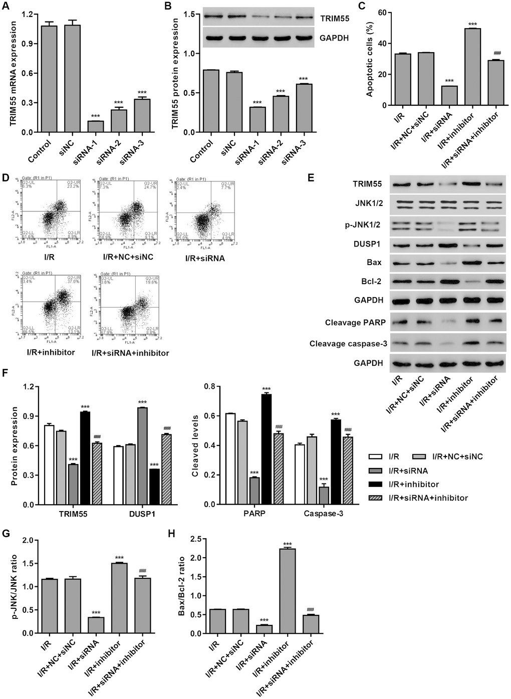 TRIM55 silencing inhibits I/R- and miR-378a-3p inhibitor-induced apoptosis of H9C2 cardiomyocytes. H9C2 cardiomyocytes were transfected with three TRIM55-siRNAs (siRNA-1, siRNA-2, siRNA-3) or scramble siRNA (siNC). (A, B) TRIM55 expression was measured. H9C2 cardiomyocytes following I/R injury were transfected with the TRIM55-siRNA and/or miR-378a-3p inhibitor. (C, D) Cell apoptosis was measured by flow cytometry. (E–H) Expression of TRIM55, DUSP1, JNK1/2, cleaved PARP and caspase-3, Bax, and Bcl-2 was measured. ***P ###P 