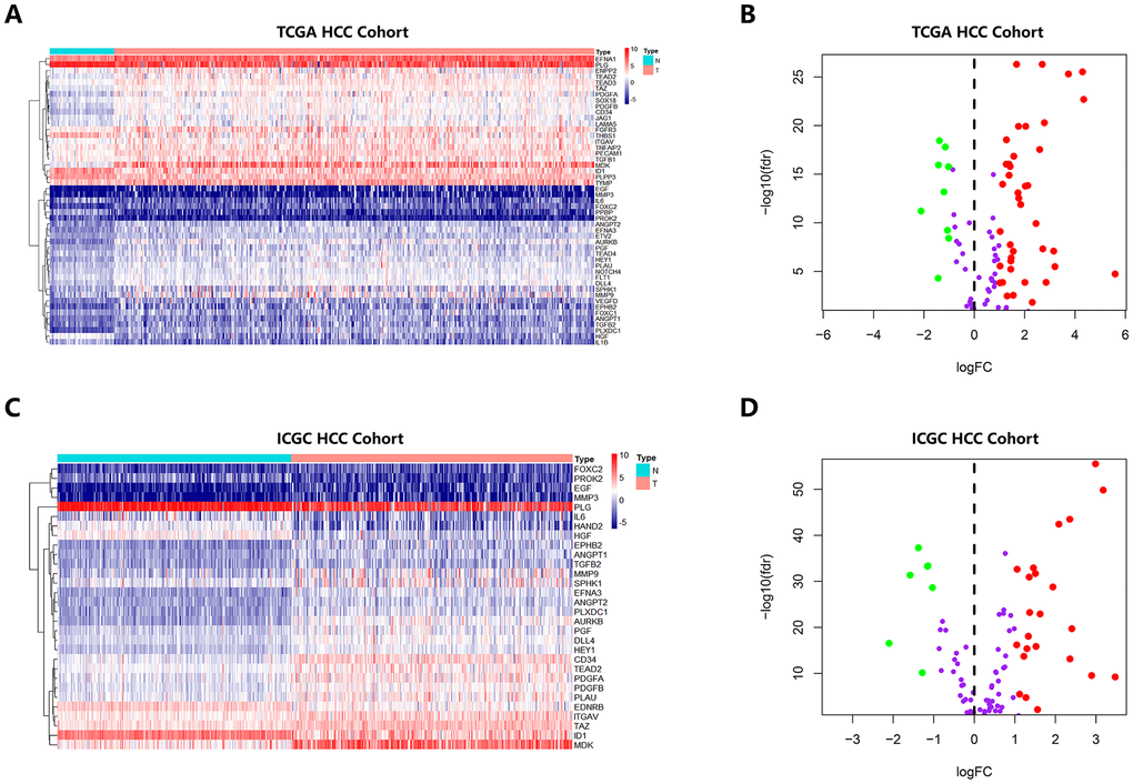 Heatmap and Volcano Plot showed the differentially expressed angiogenic genes of HCC patients in different database. (A, B) Gene expression features in the TCGA database. (C, D) Gene expression levels in the ICGC database.