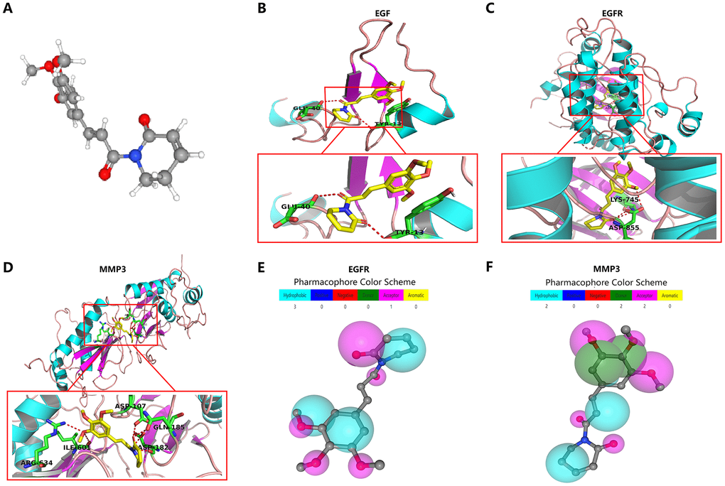 Molecular docking and pharmacophore models for targeted drug identification. (A) The 3D structure of piperlongumine was obtained from the PubChem database (https://pubchem.ncbi.nlm.nih.gov). (B–D) Specific binding site of piperlongumine and EGF (B), EGFR (C) and MMP3 (D). (E, F) The pharmacophore model of EGFR (E) and MMP3 (F).